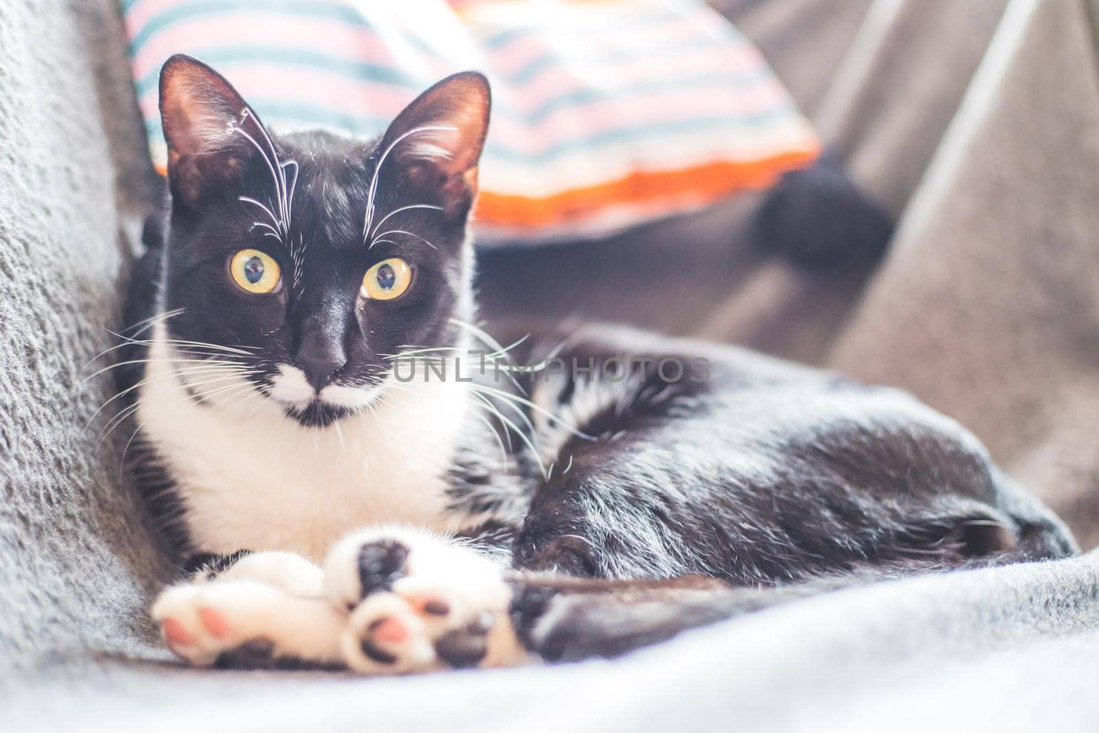 Black and white cat is lying and enjoying at home