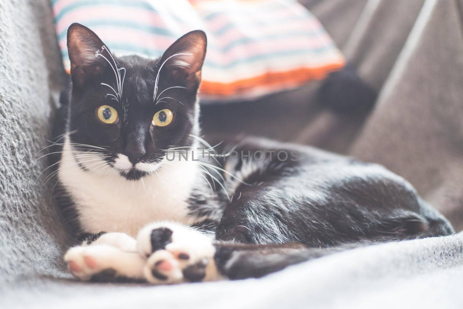 Black and white cat is lying and enjoying at home