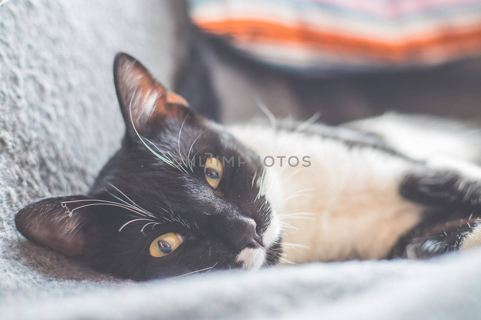 Black and white cat is lying and enjoying at home
