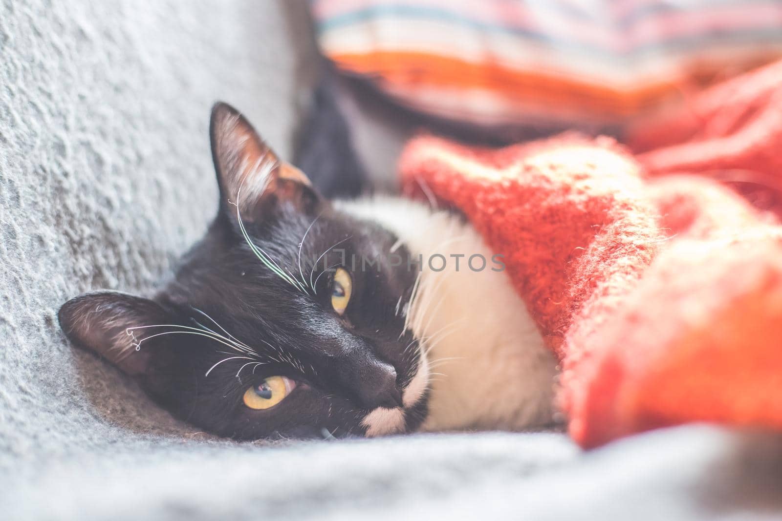 Black and white cat is lying and enjoying at home
