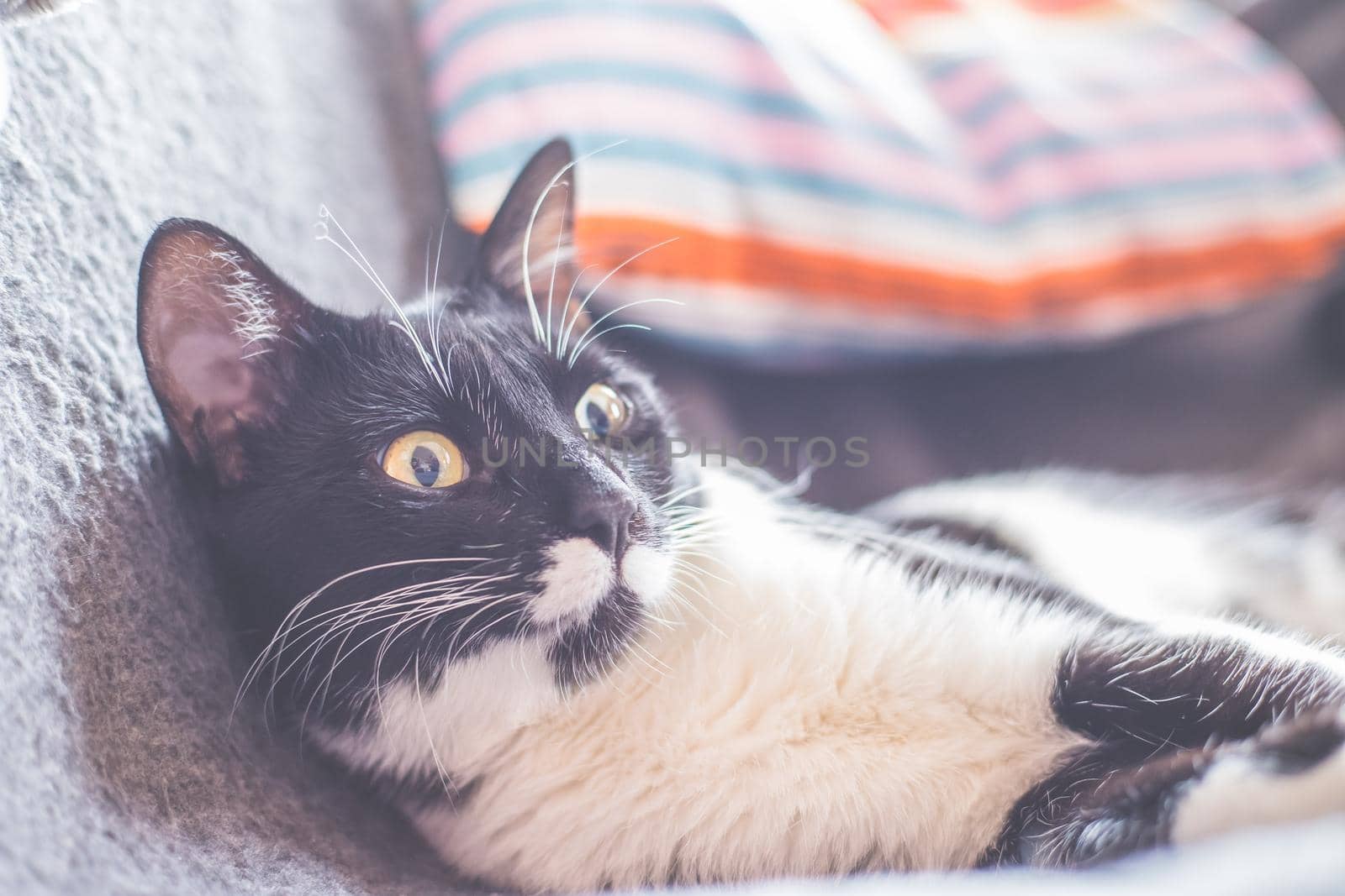 Black and white cat is lying and enjoying at home
