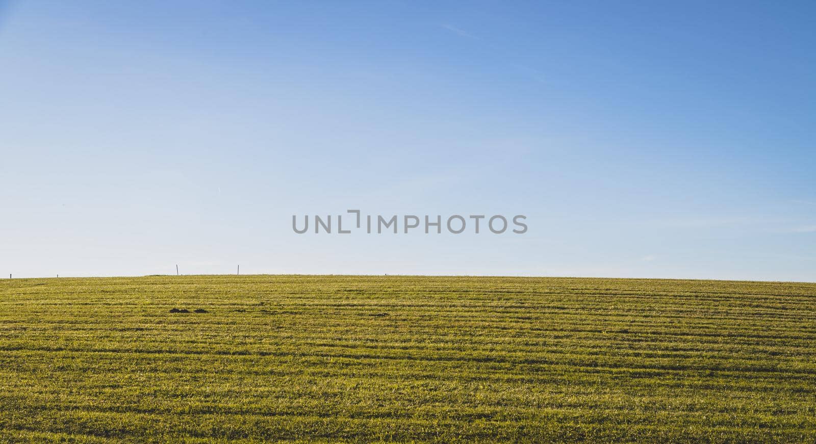 Green field with green grass and blue sky