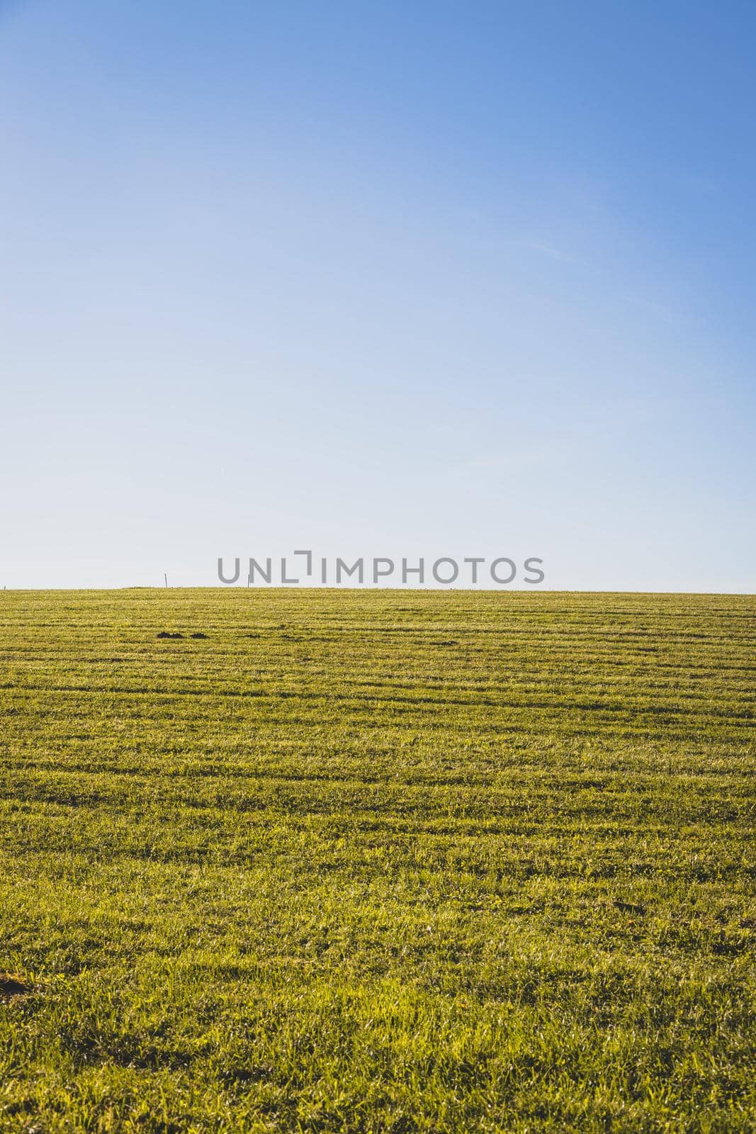 Green field with green grass and blue sky