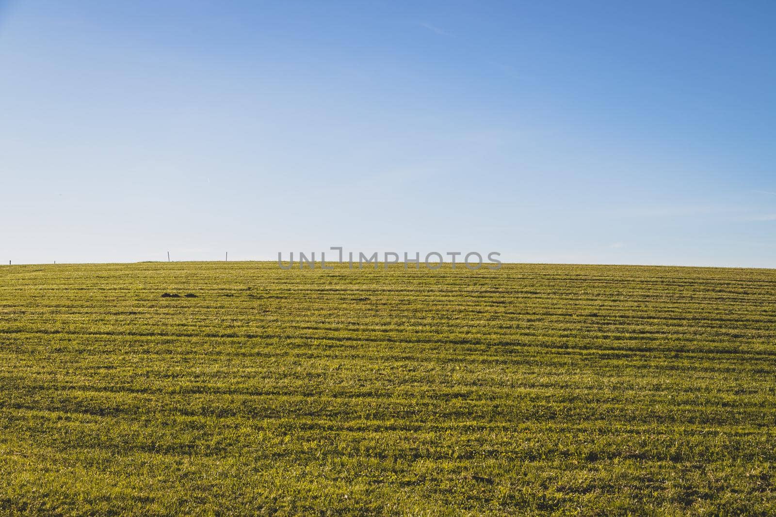 Green field with green grass and blue sky