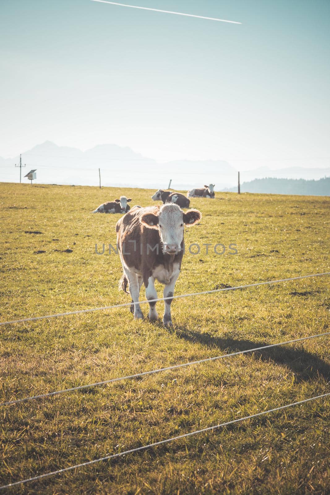 Curious Brown cow on green meadow, blue sky by Daxenbichler