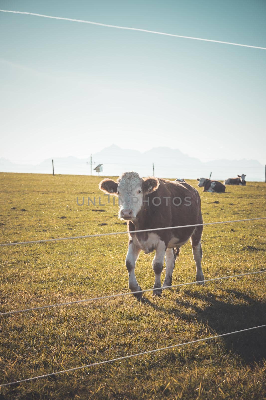 Curious Brown cow on green meadow, blue sky by Daxenbichler