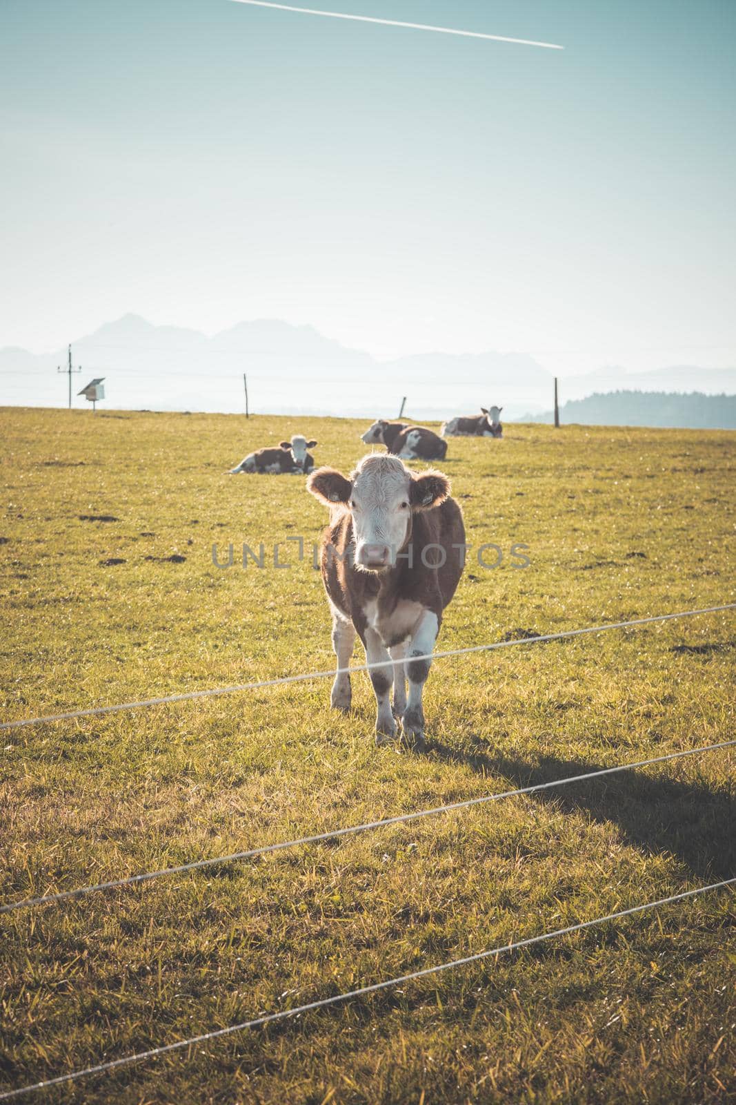 Funny close up of a curious cow on green meadow