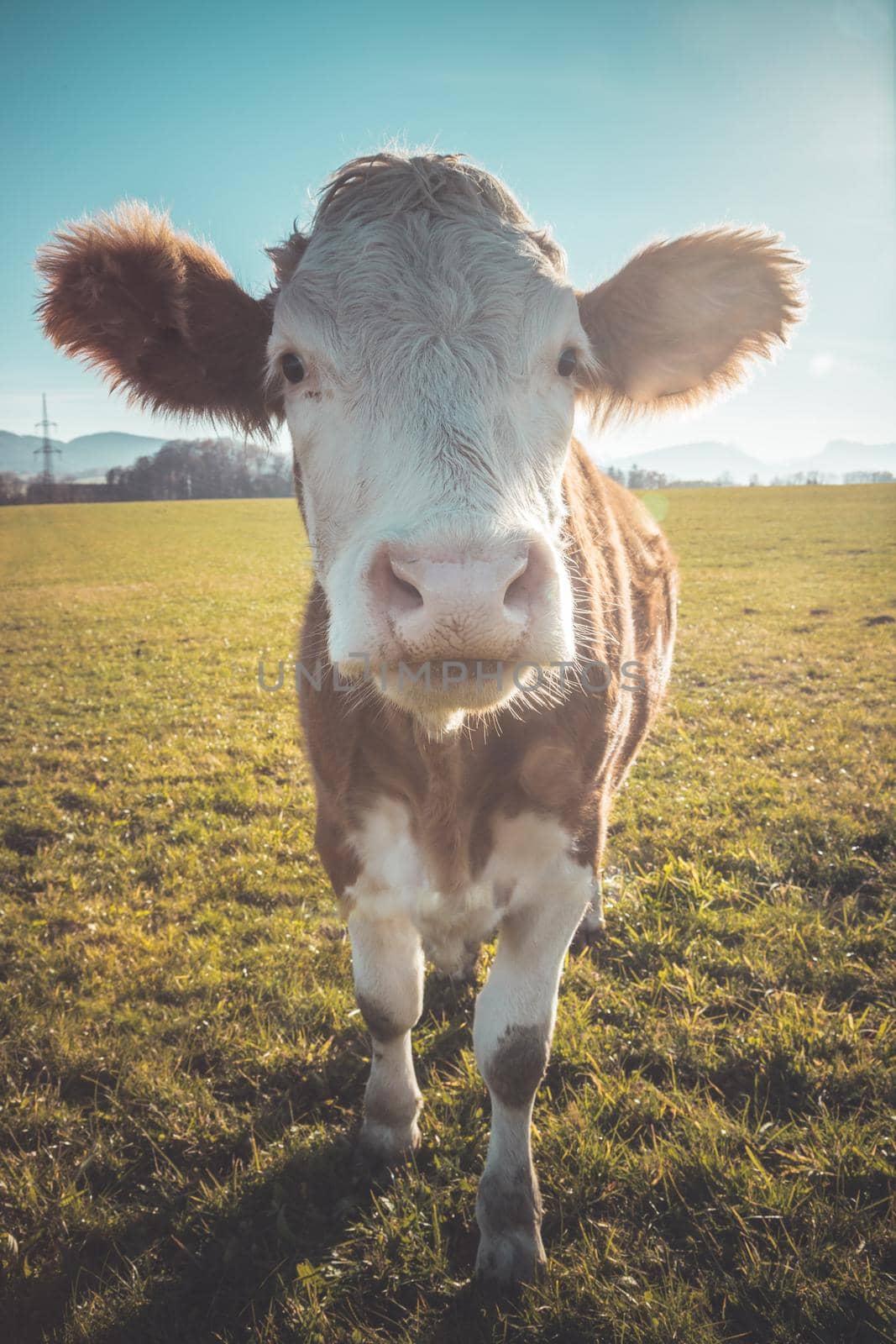 Funny close up of a curious cow on green meadow