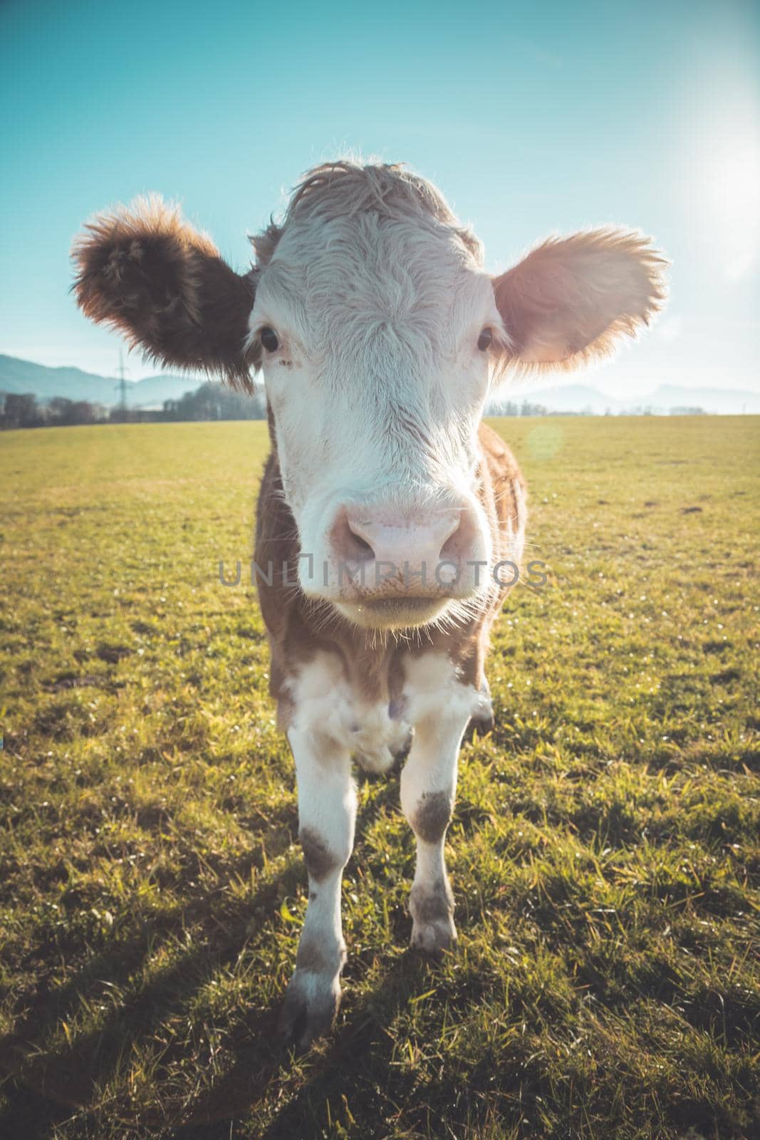 Curious Brown cow on green meadow, blue sky by Daxenbichler