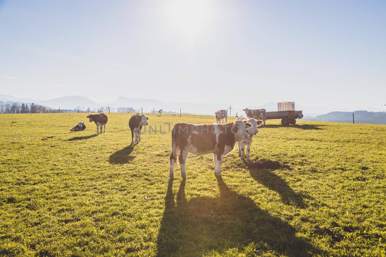 Happy cows are grazing on the green wide meadow