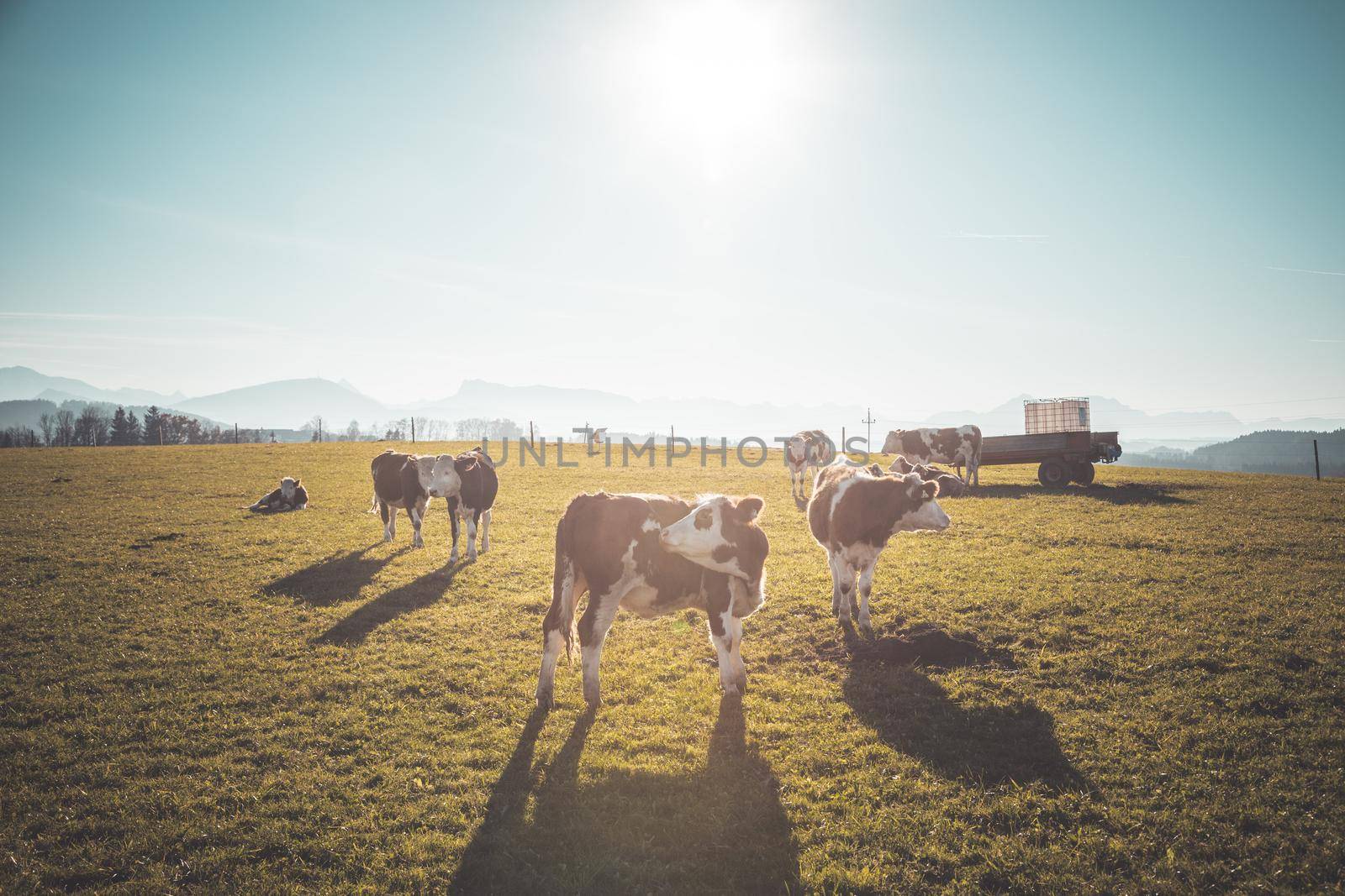 Happy cows are grazing on the green wide meadow