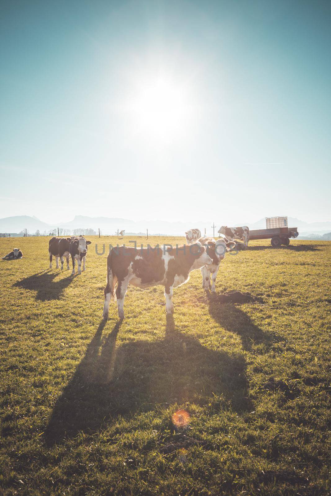 Happy brown cows on green meadow, blue sky evening sun by Daxenbichler