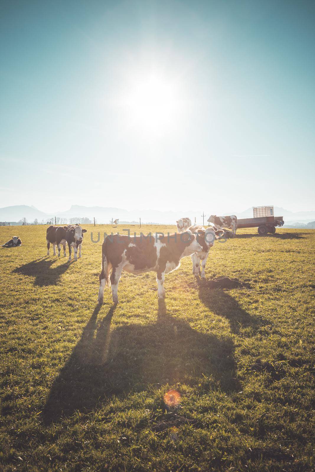 Happy cows are grazing on the green wide meadow