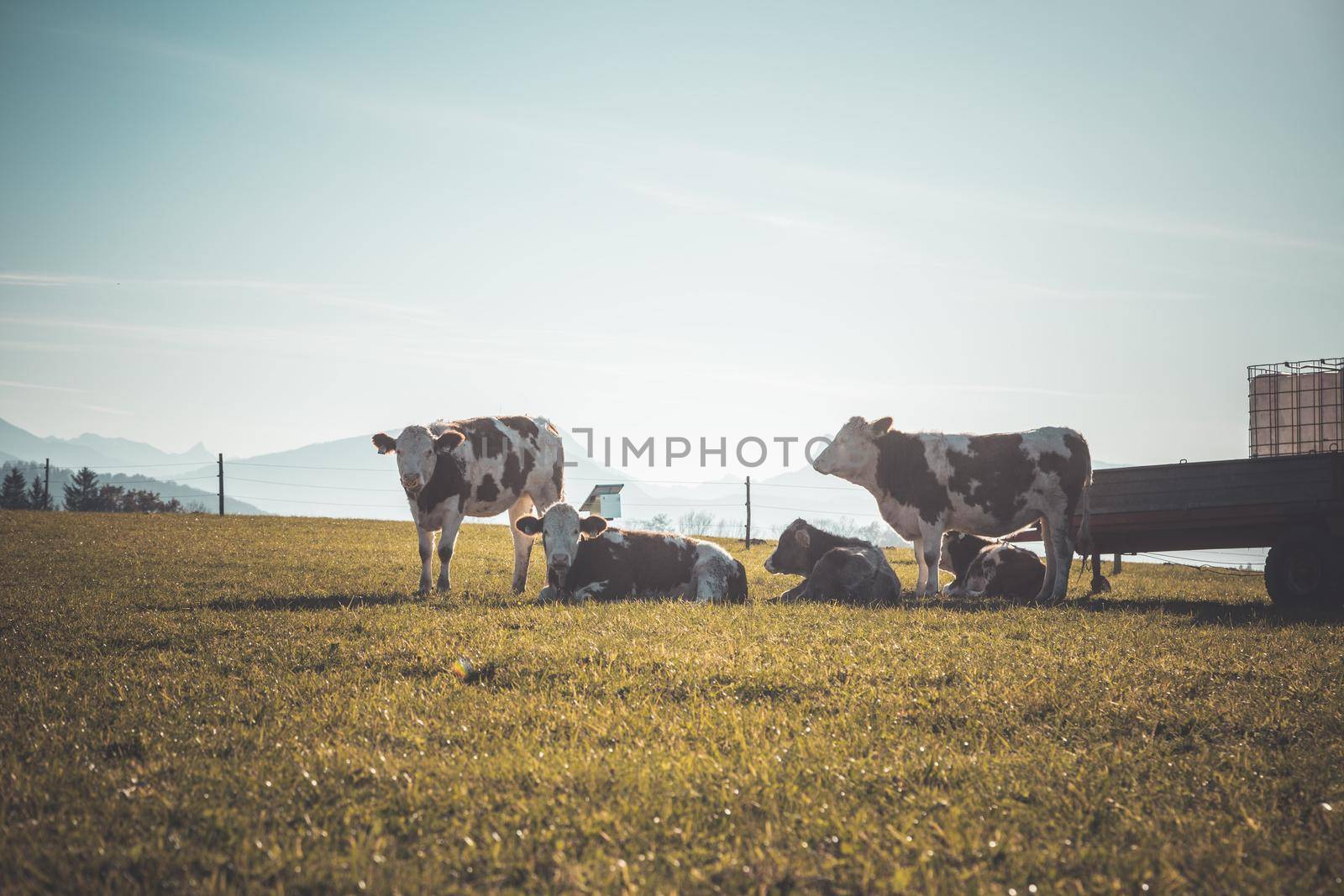 Happy cows are grazing on the green wide meadow
