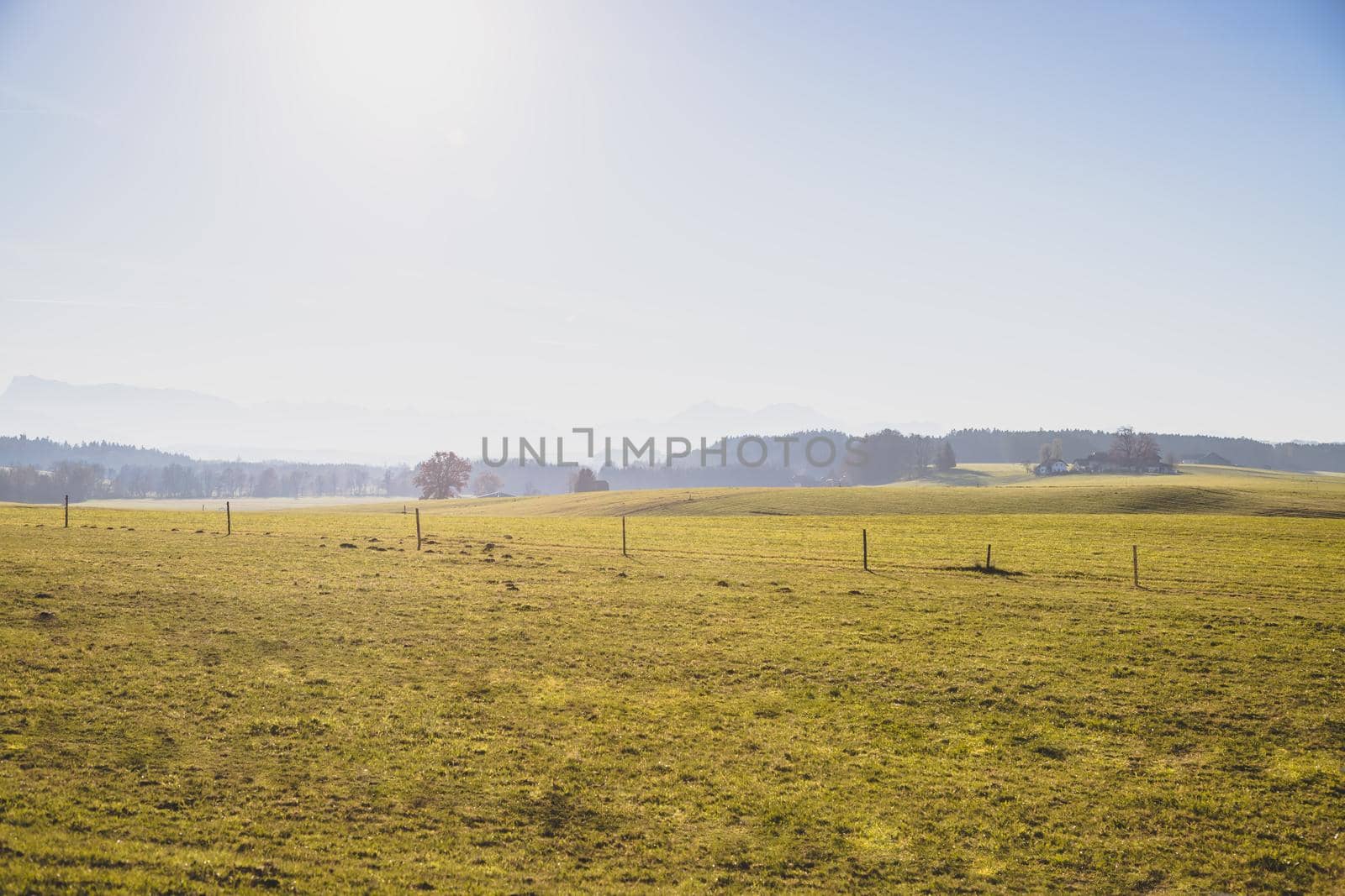 Green agriculture field under blue sky