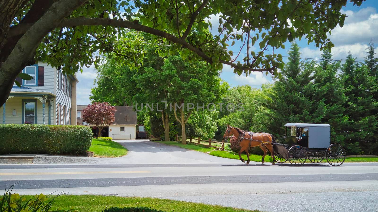 An Amish Horse and Buggy Traveling along a Countryside Road on a Beautiful Summer Day