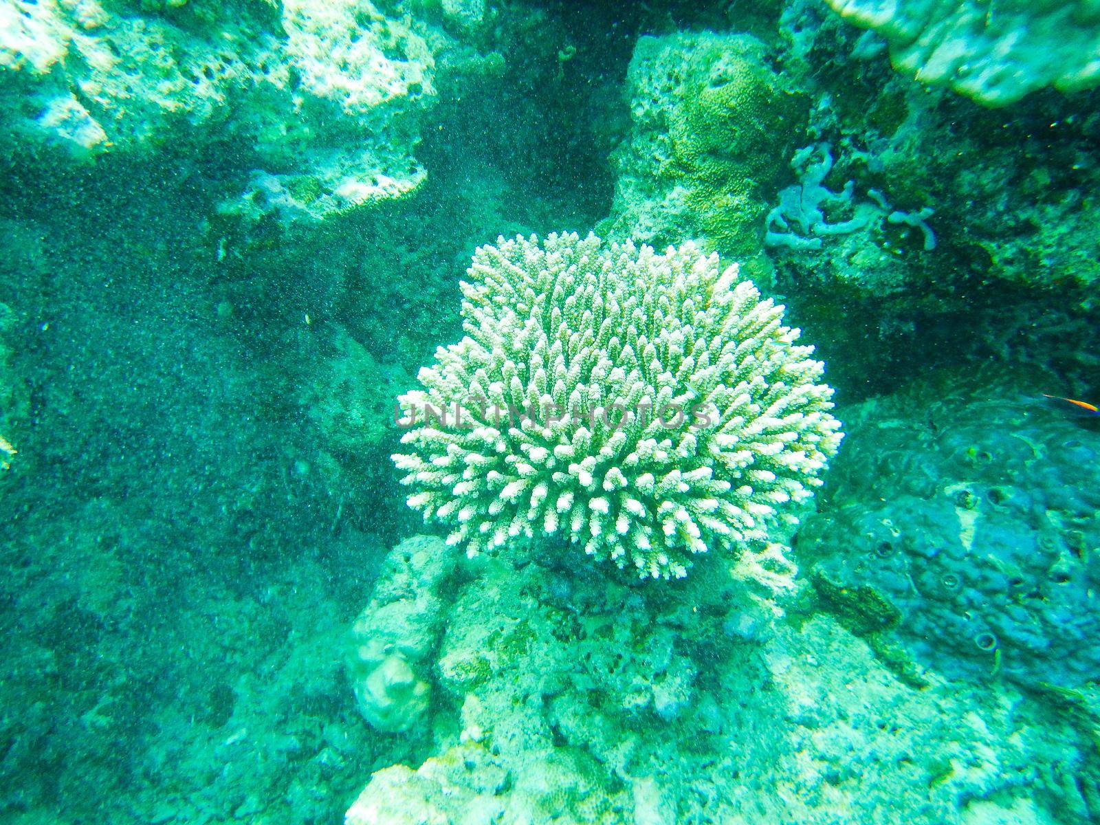 Maldives, a new coral that grows on the barrier destroyed by the 2004 tsunami