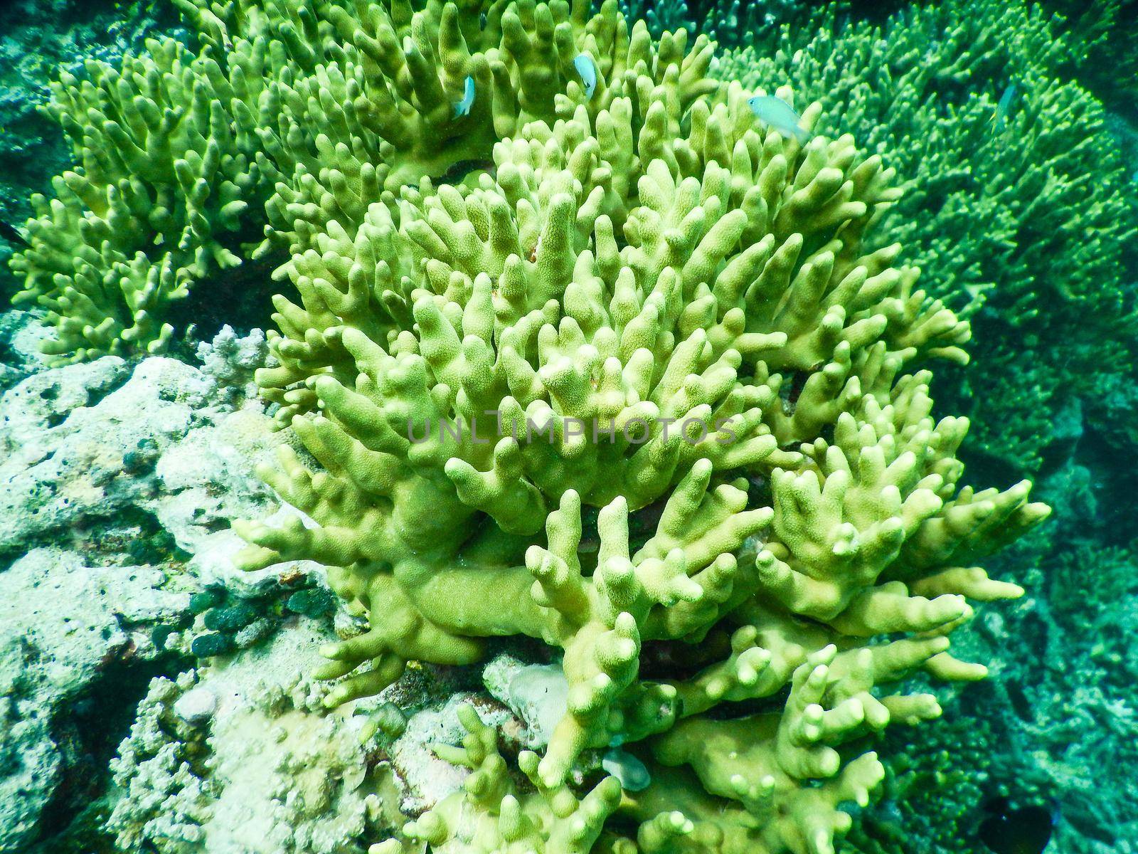 Maldives, a new coral that grows on the barrier destroyed by the 2004 tsunami