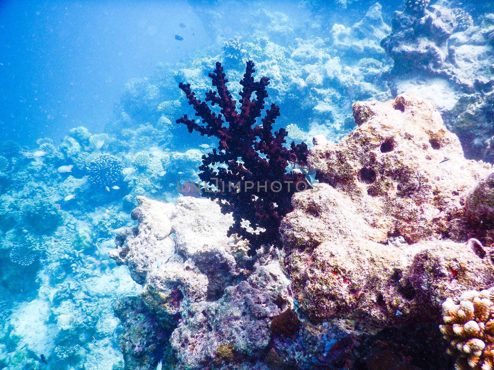 Maldives, a new coral that grows on the barrier destroyed by the 2004 tsunami