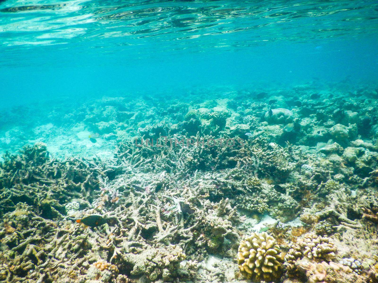 Maldives, expanse of coral deer antlers destroyed by the tsunami