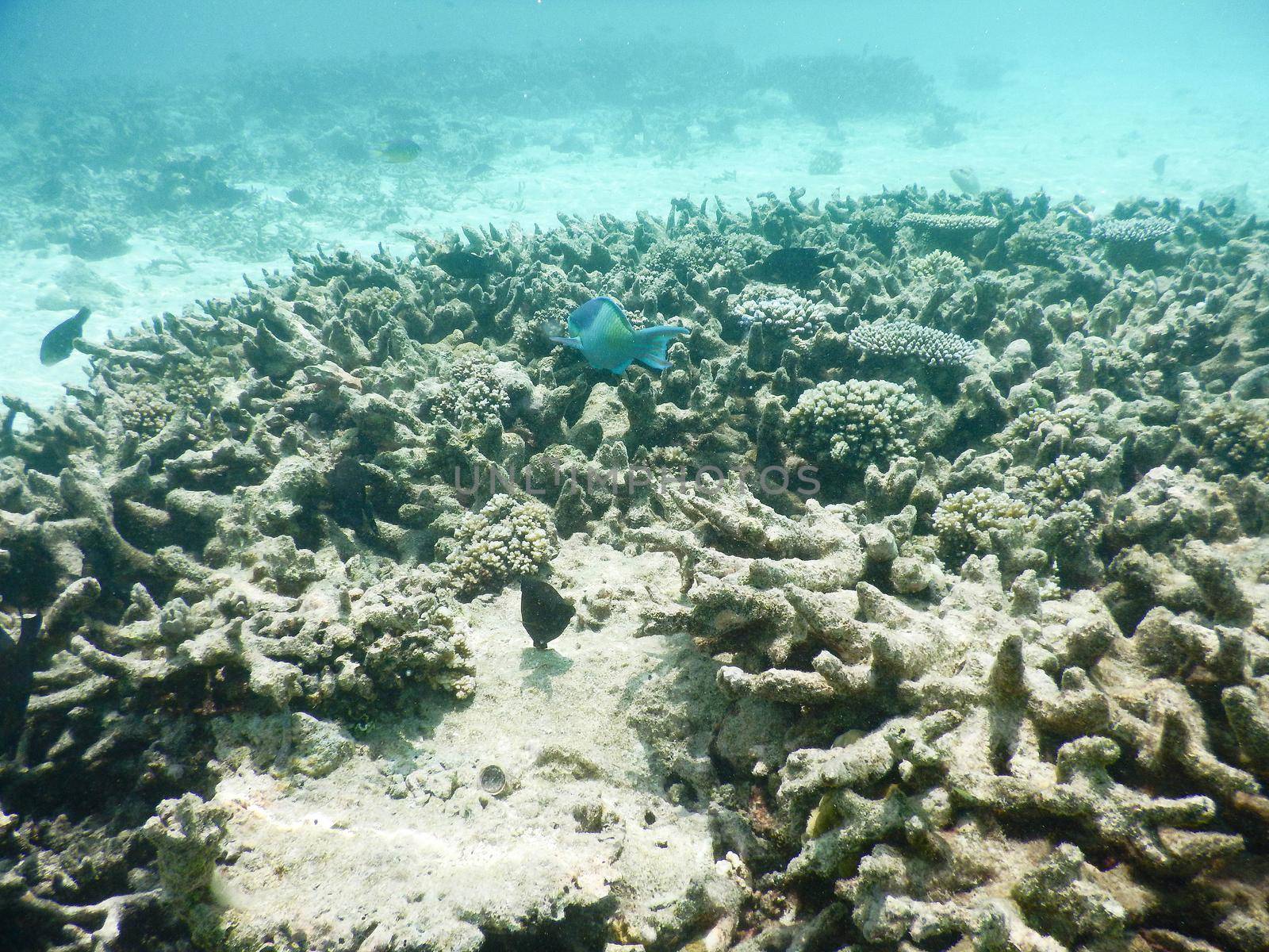 Maldives, tropical fish on the coral reef destroyed by the tsunami and regrowth coral