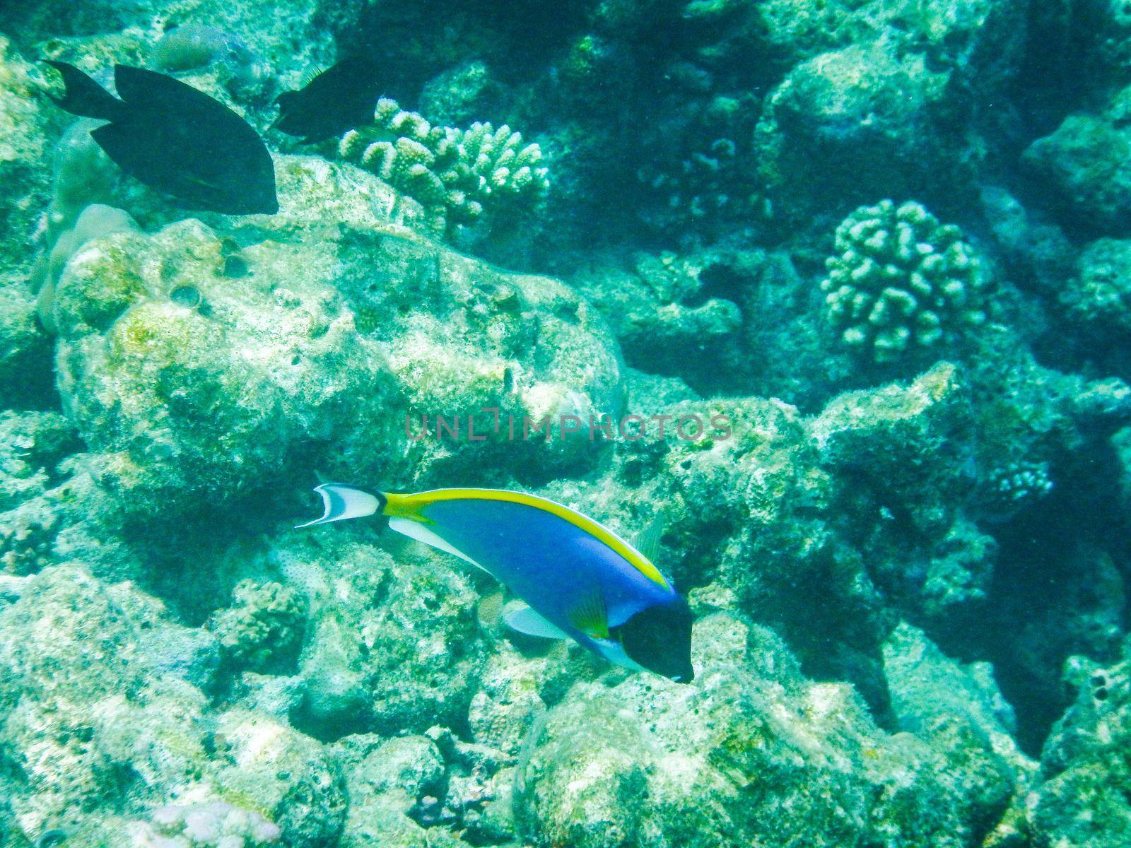 Maldives, tropical fish on the coral reef destroyed by the tsunami and regrowth coral