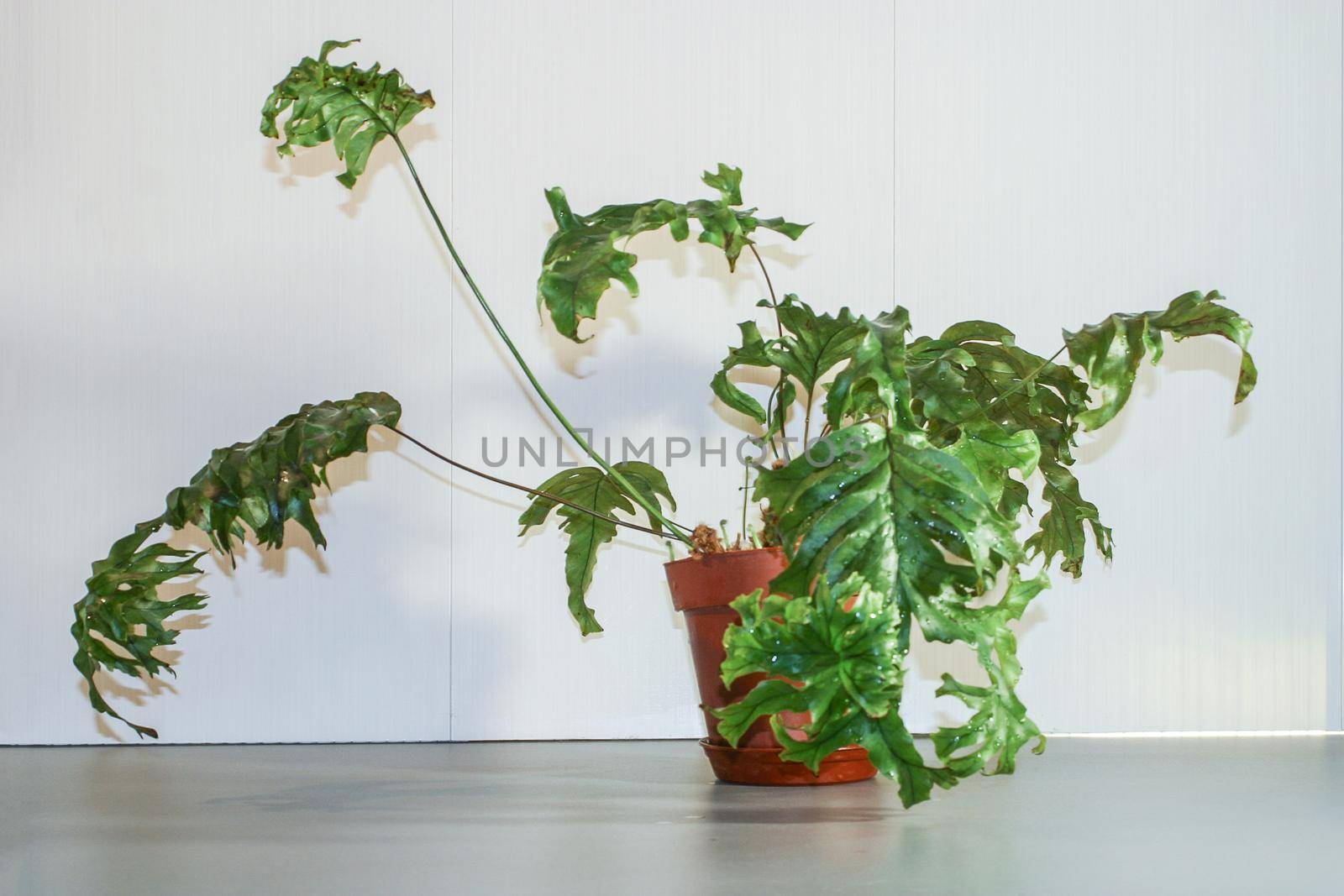 Phlebosia Nicolas Diamond fern rare potted house plant