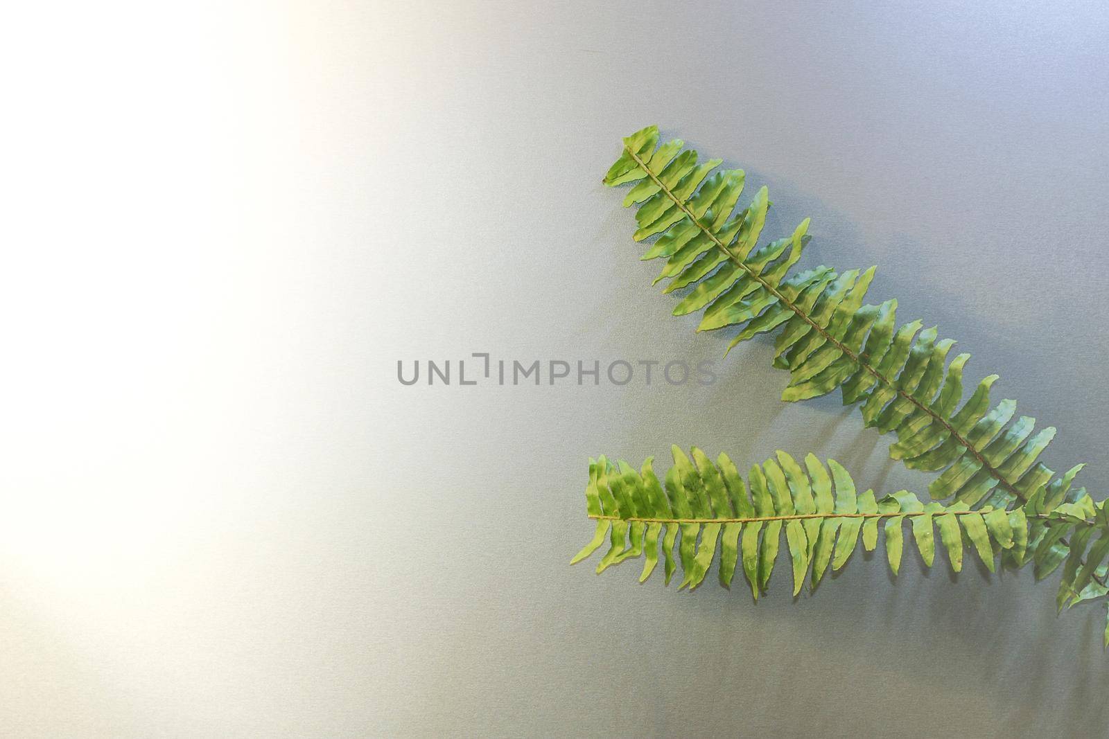 Nephrolepis fern background with some spare space for text