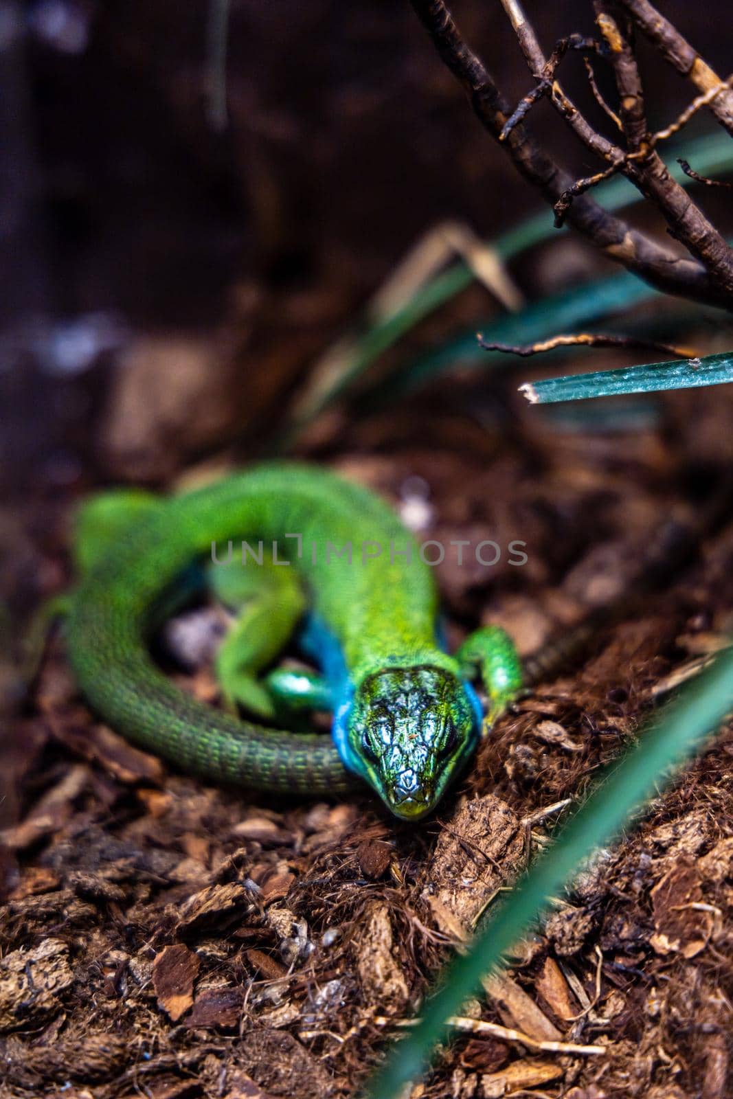 Small green lizard resting in terrarium with branches and straws around