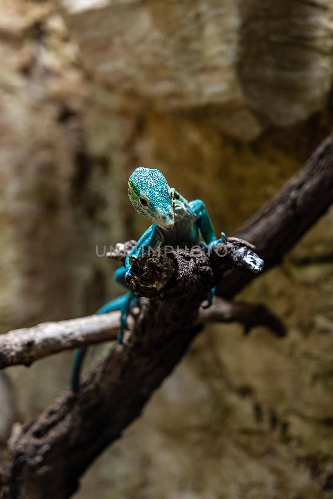 Small green and blue lizard sitting on wooden branch by Wierzchu