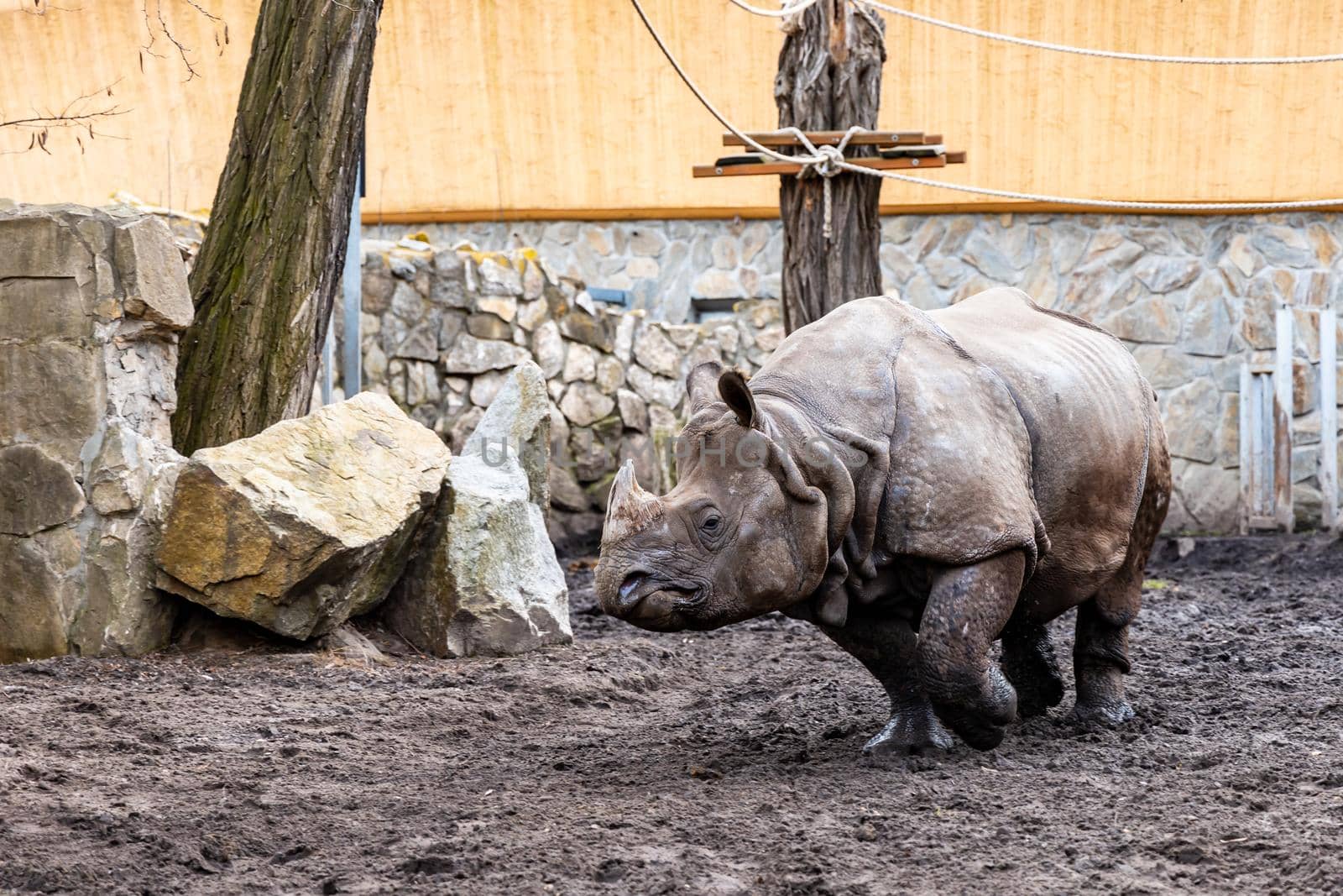 Huge rhinoceros Rhinocerotidae running on big square