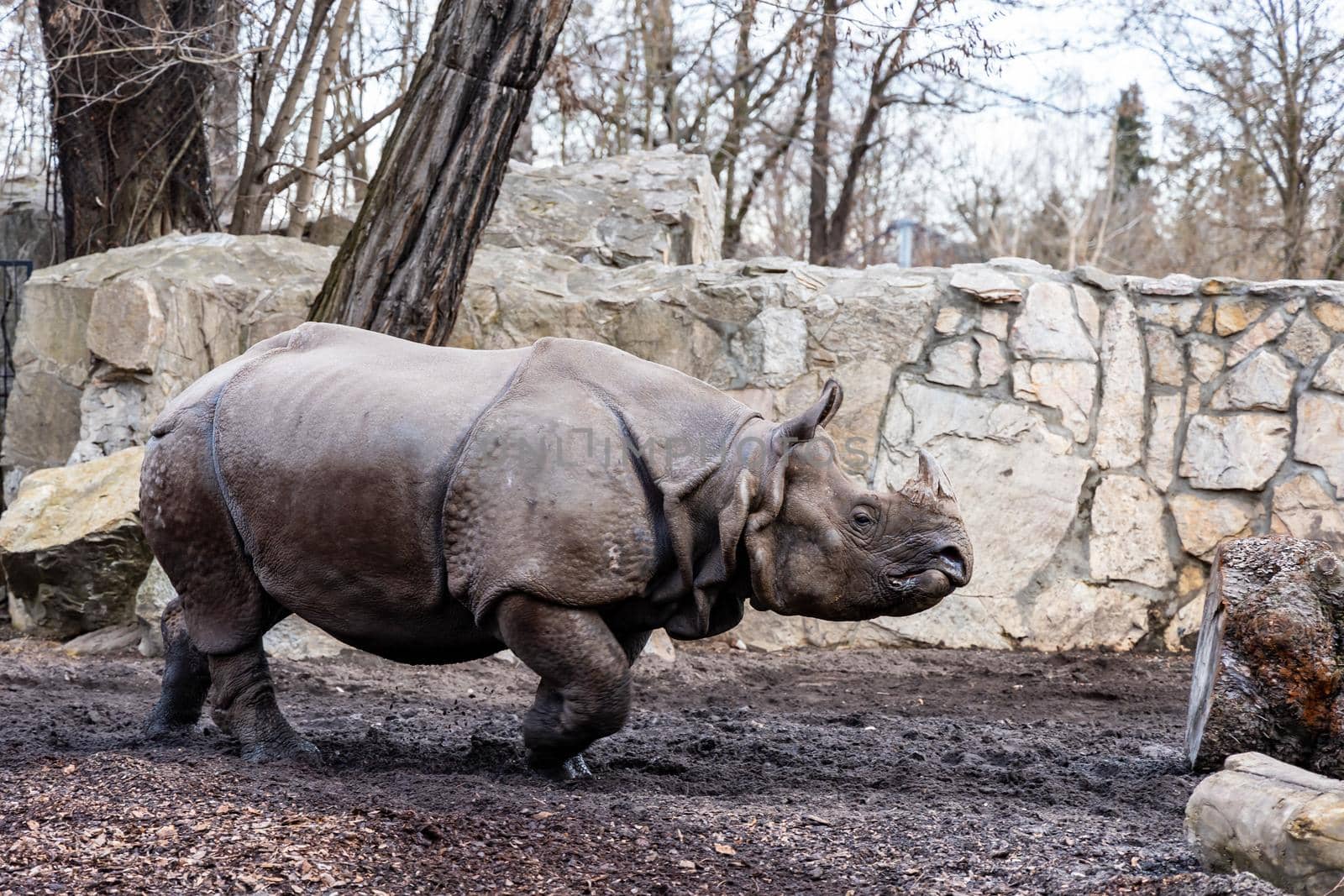 Huge rhinoceros Rhinocerotidae running on big square by Wierzchu