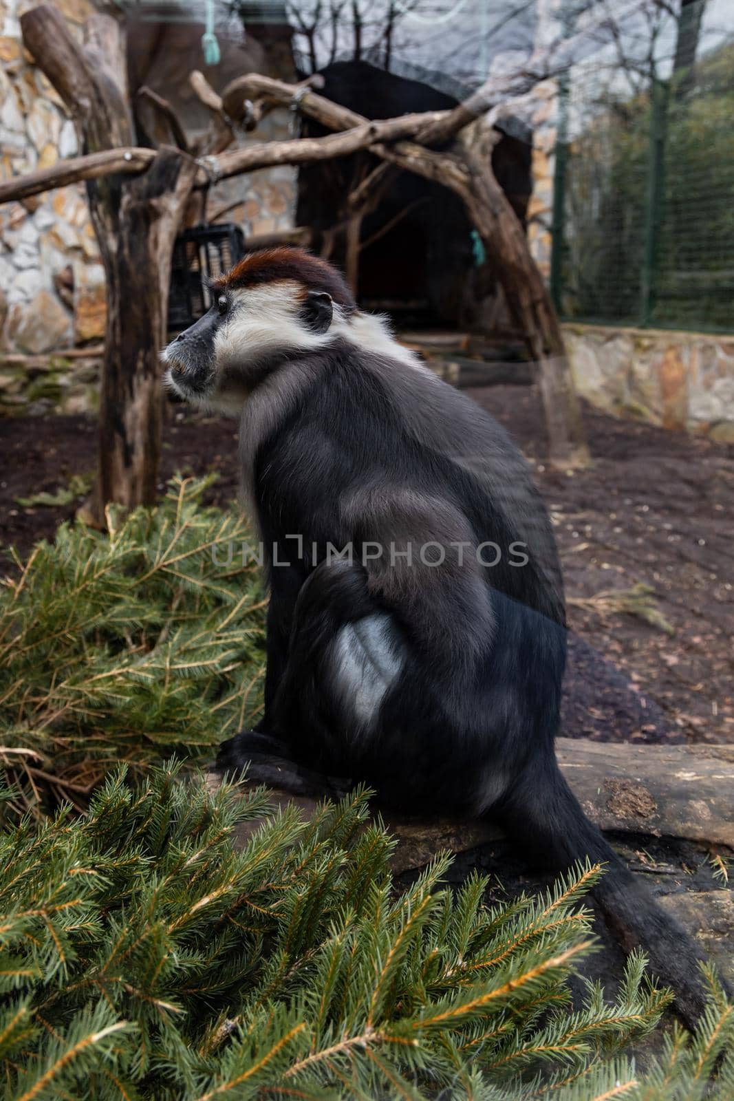 Dark monkey with gray head sitting on wooden beam