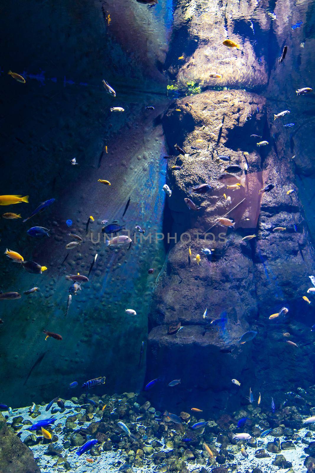 A lot of small colorful fishes in large aquarium