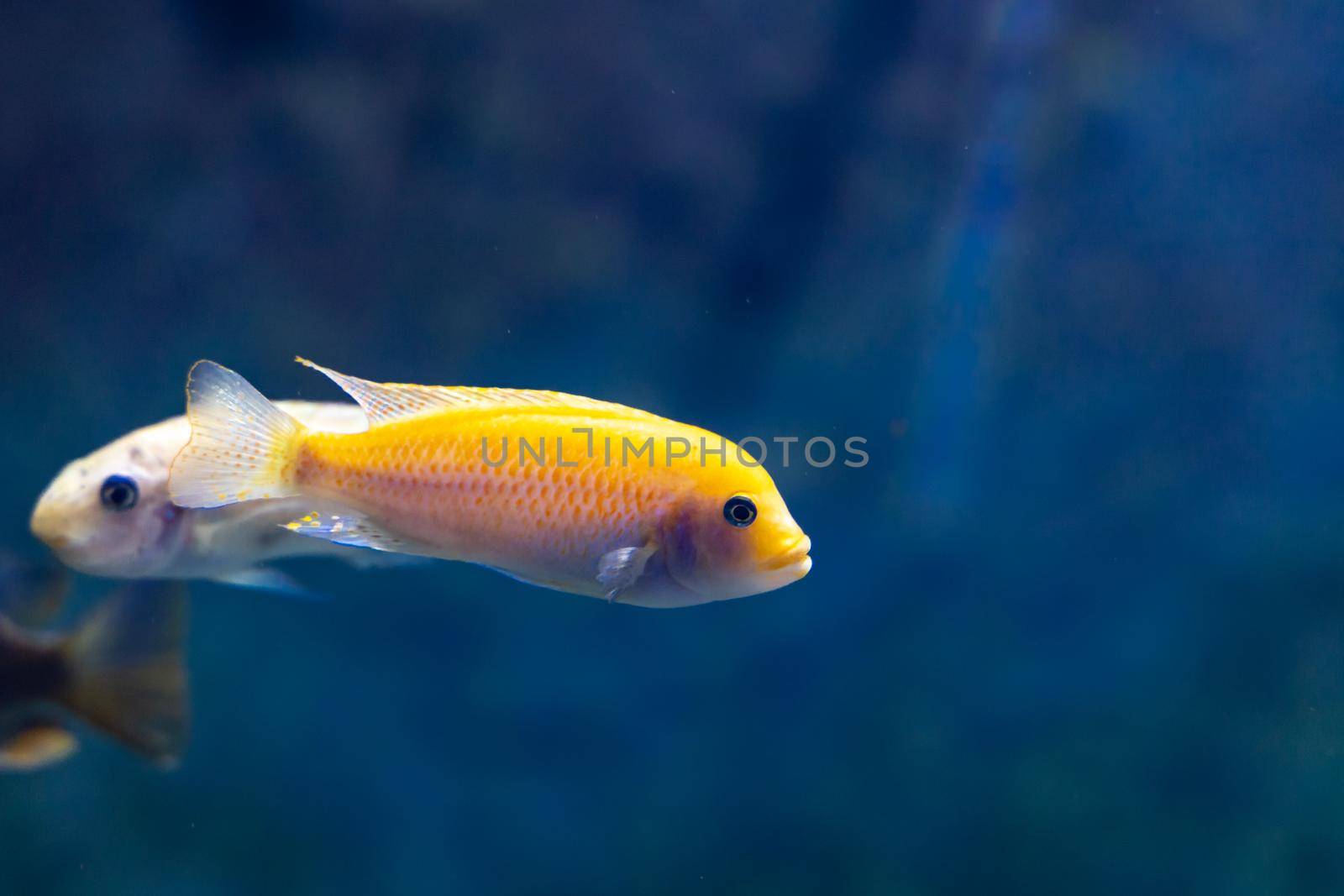 Small yellow fish swimming in dark large aquarium by Wierzchu