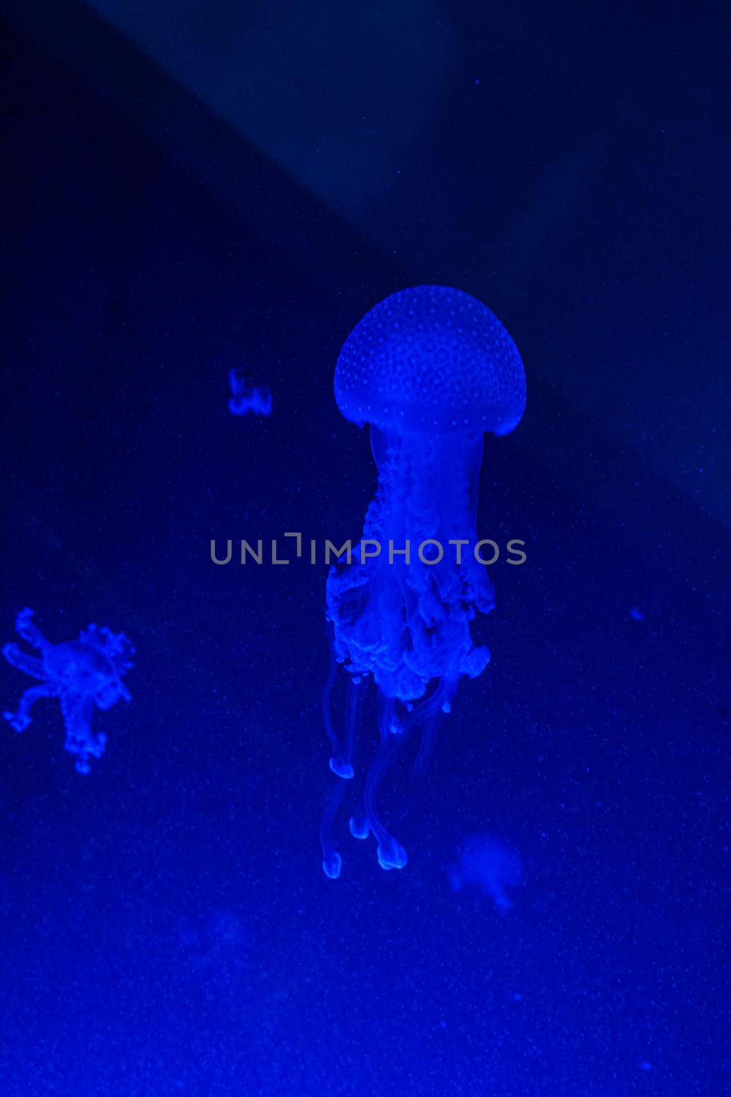 Small Jellyfishes Cnidaria in big dark aquarium by Wierzchu