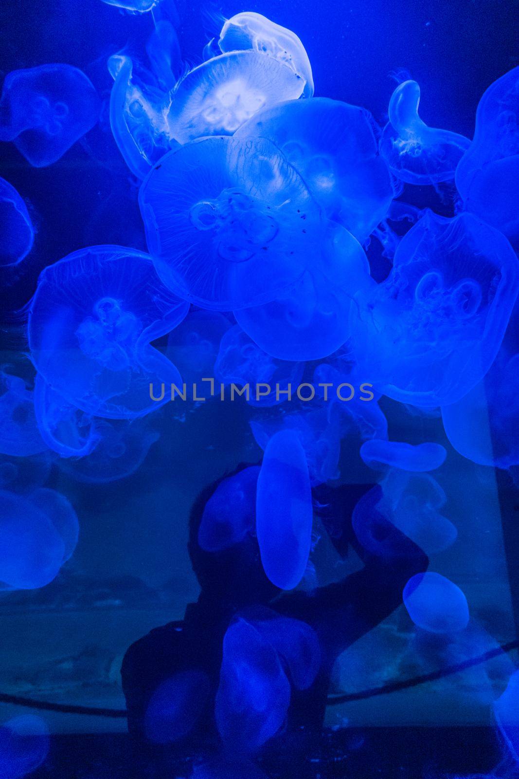 A lot of small Jellyfishes Cnidaria in big dark aquarium