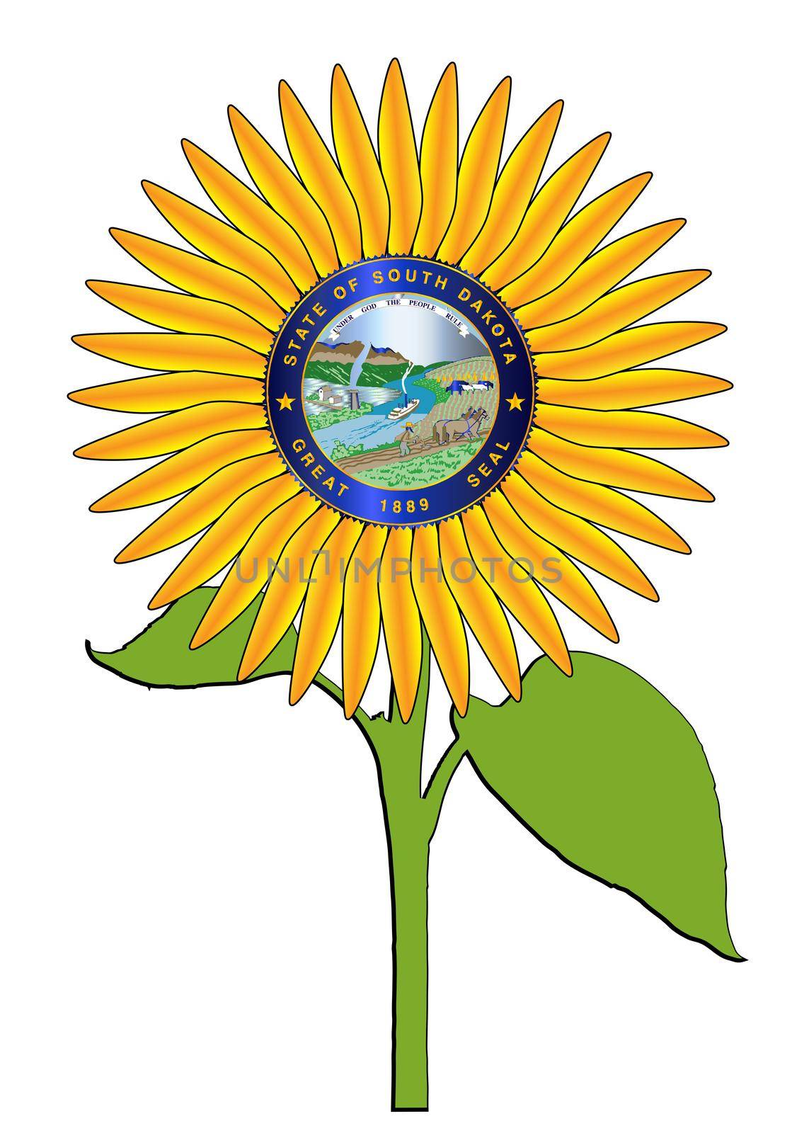 The head of a large sunflower plant isolated on a white background with the seal of the USA state of South Dakota a major sunflower growing state