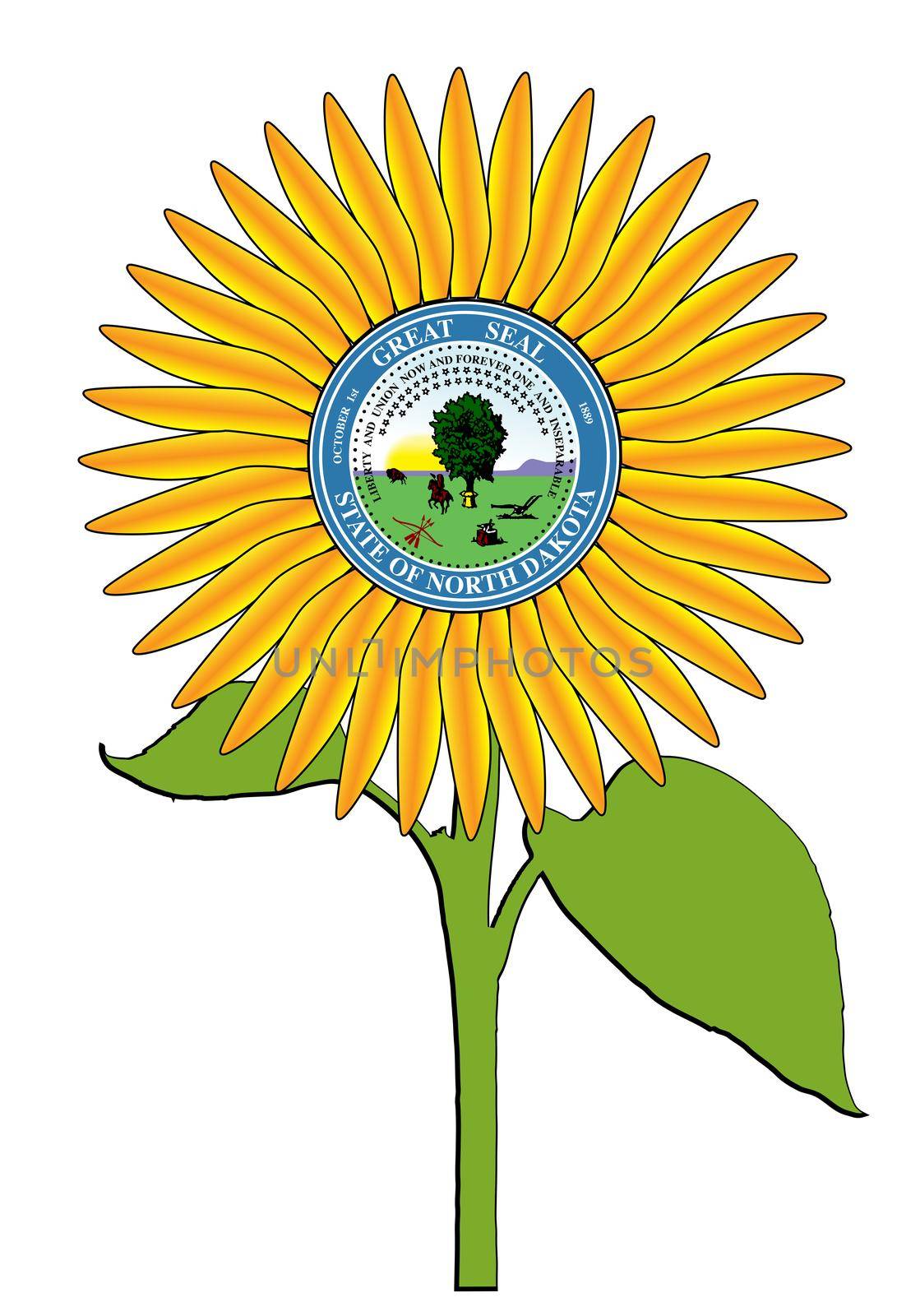 The head of a large sunflower plant isolated on a white background with the seal of the USA state of North Dakota a major sunflower growing state