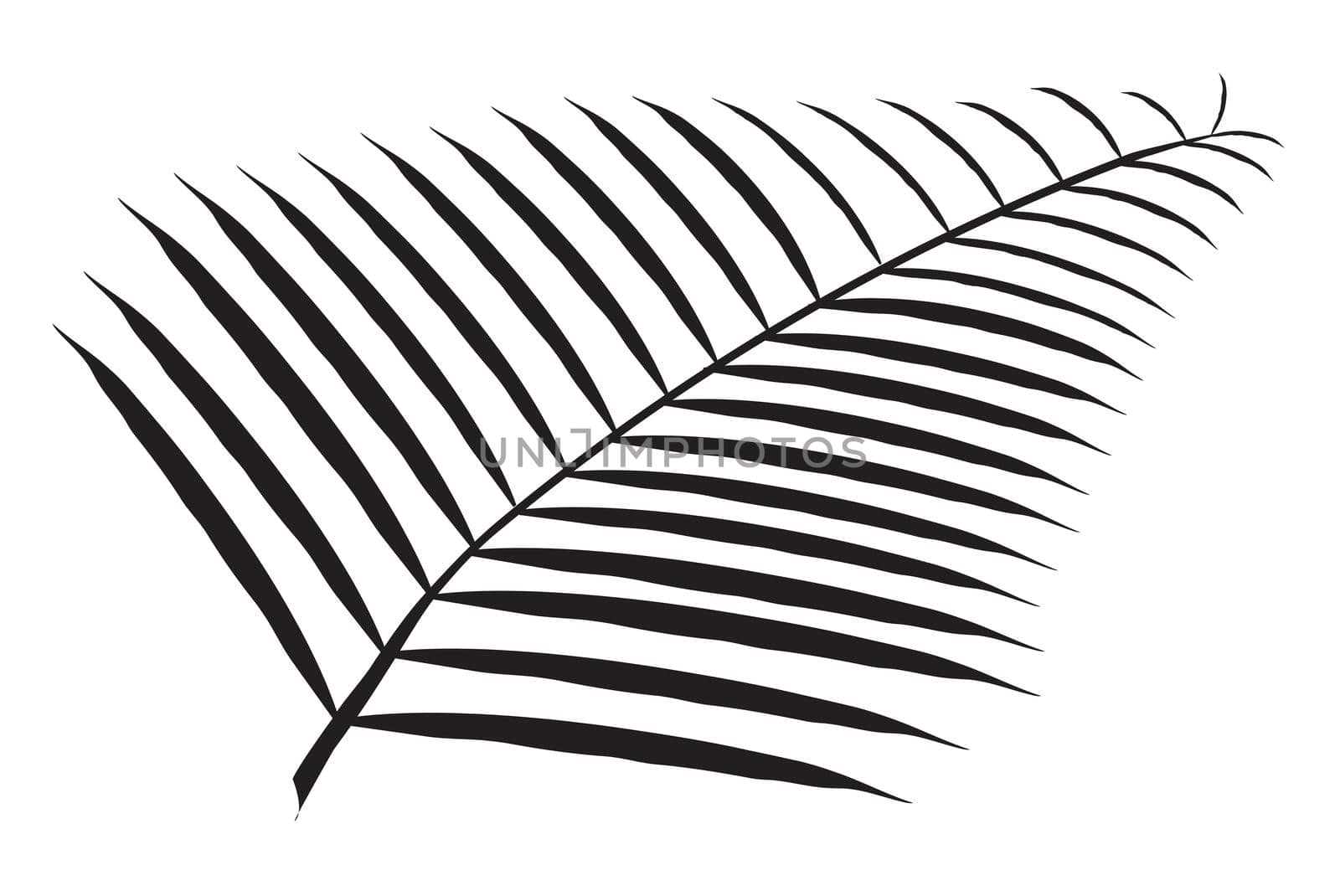 Silhouette of a palm leaf branch over a white background