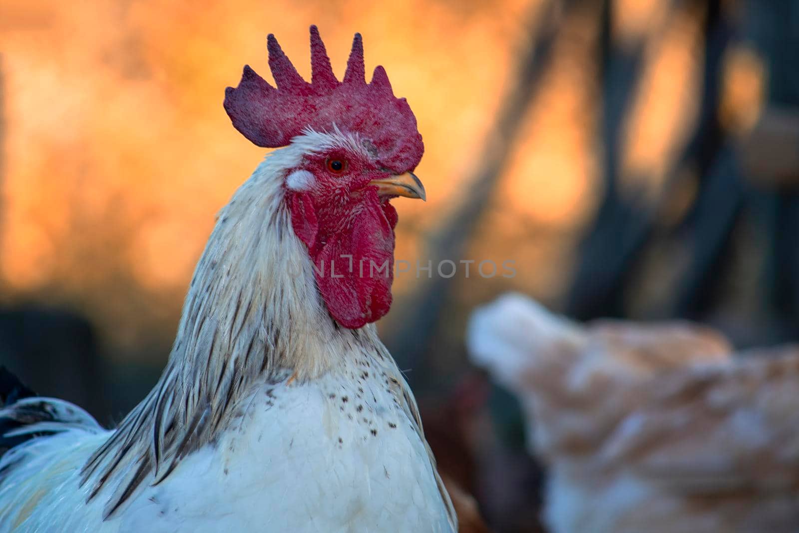 Portrait. There are chicken in the background.