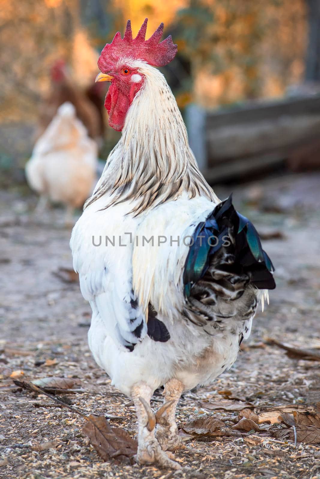 White Rooster. Portrait. There are chickens in the background. by Essffes