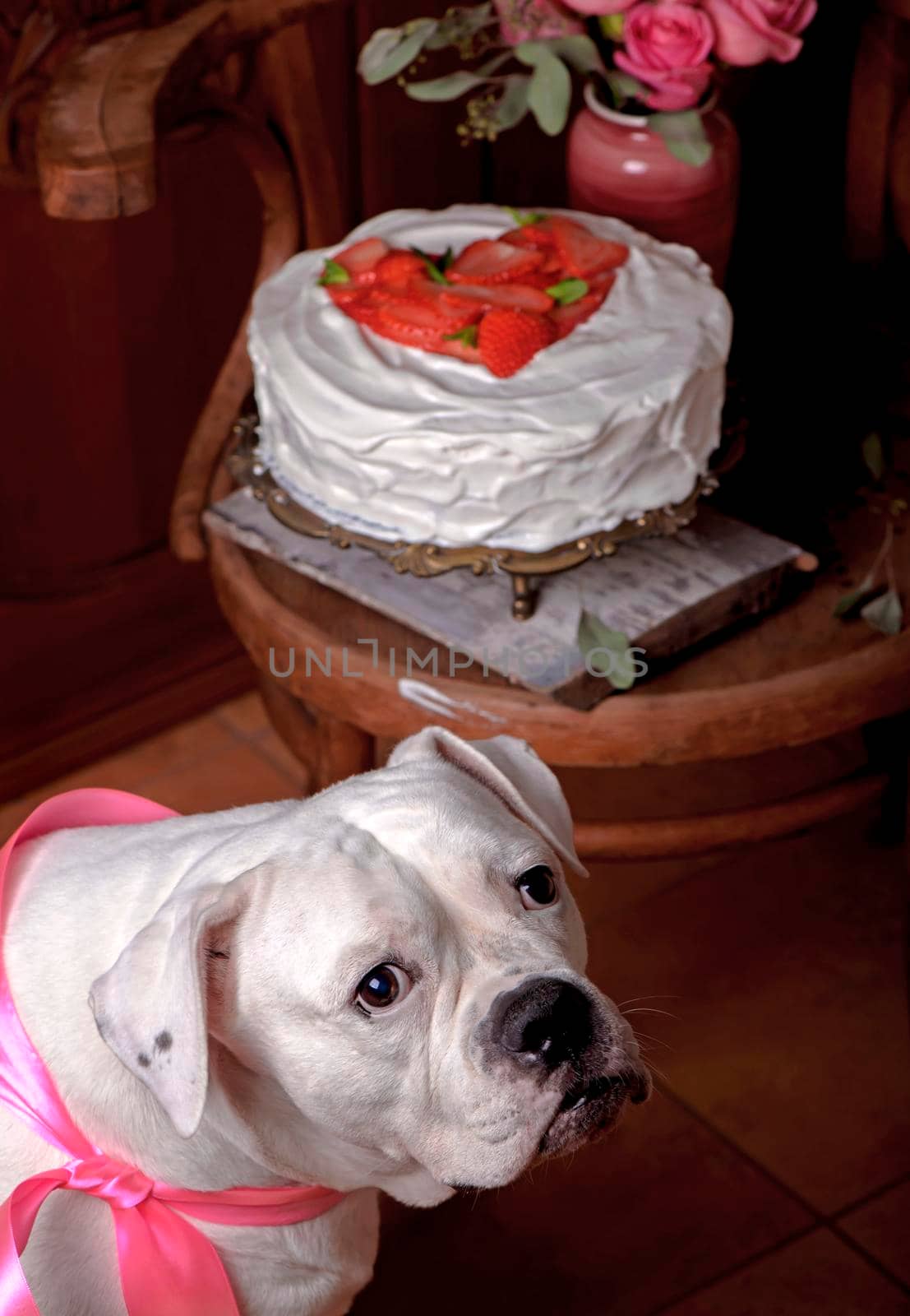 Dog, american bulldog and strawberry cake with whipped cream decorated with mint leaves. Valentine's Day. by aprilphoto