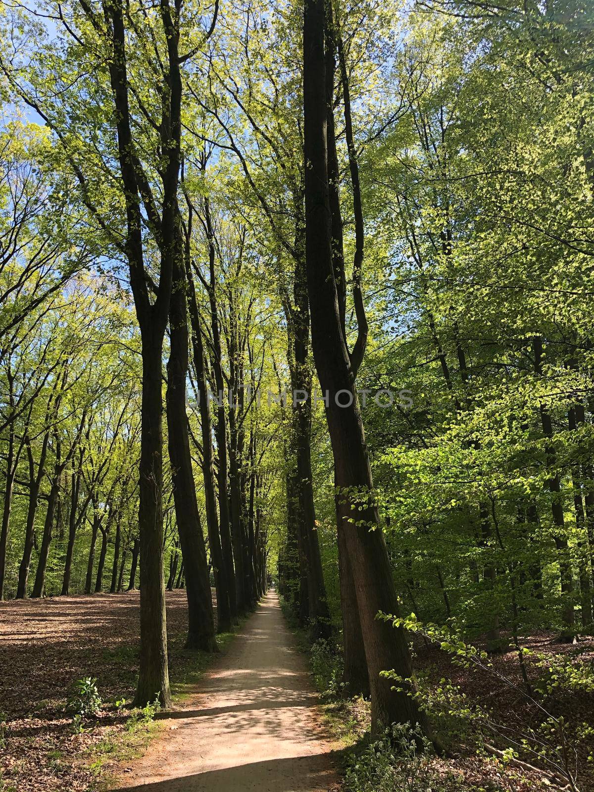 Forest around Vorden in Gelderland, The Netherlands