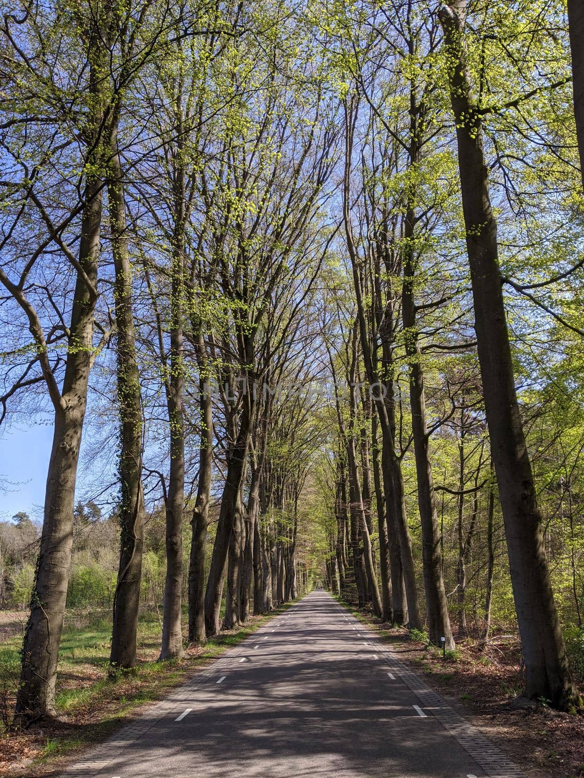 Road through the forest around Vorden during spring in Gelderland, The Netherlands