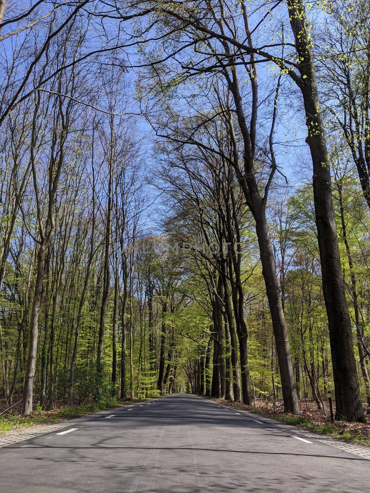 Road through the forest around Vorden during spring in Gelderland, The Netherlands