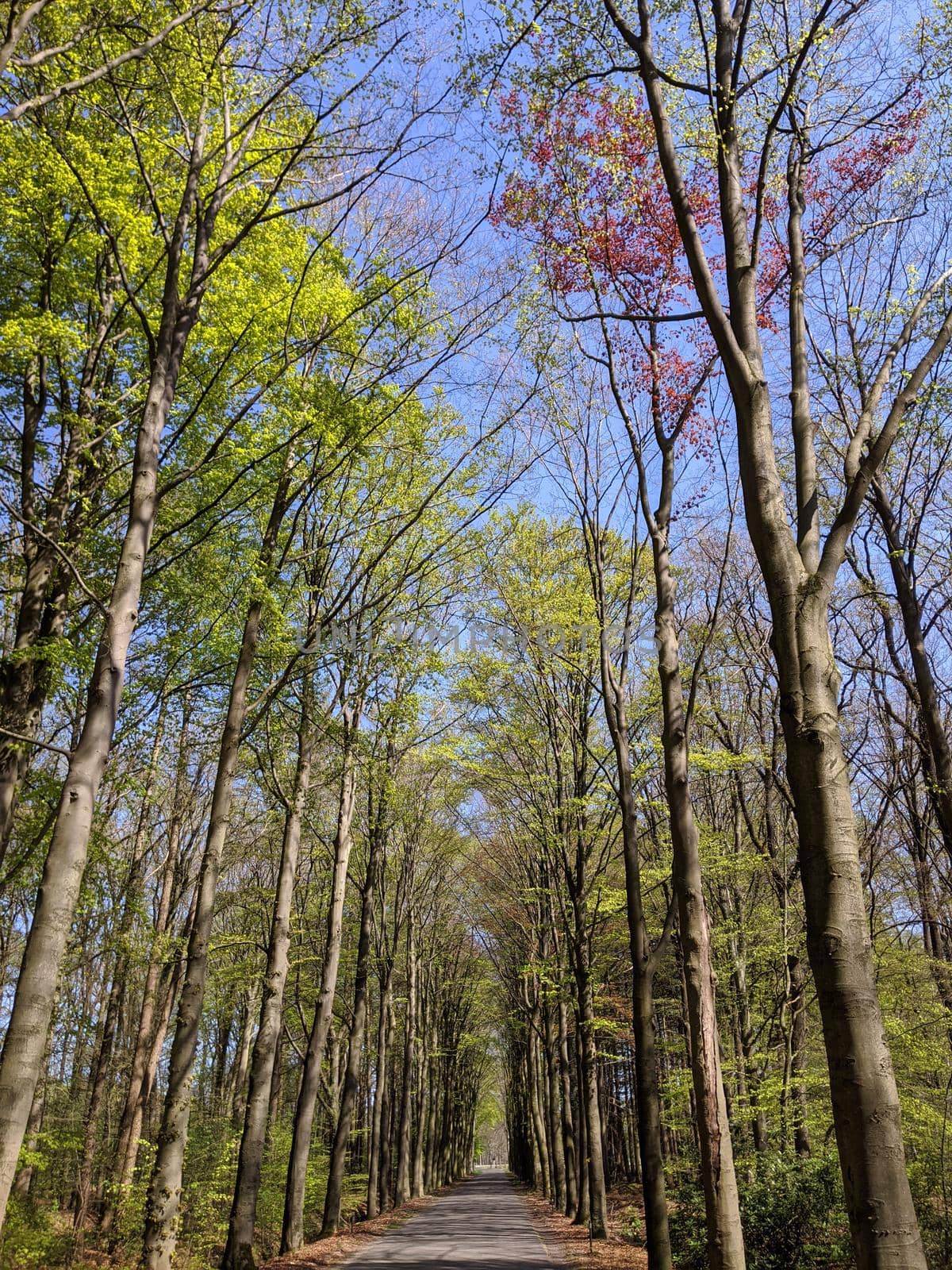 Road through the forest around Kranenburg during spring in Gelderland, The Netherlands