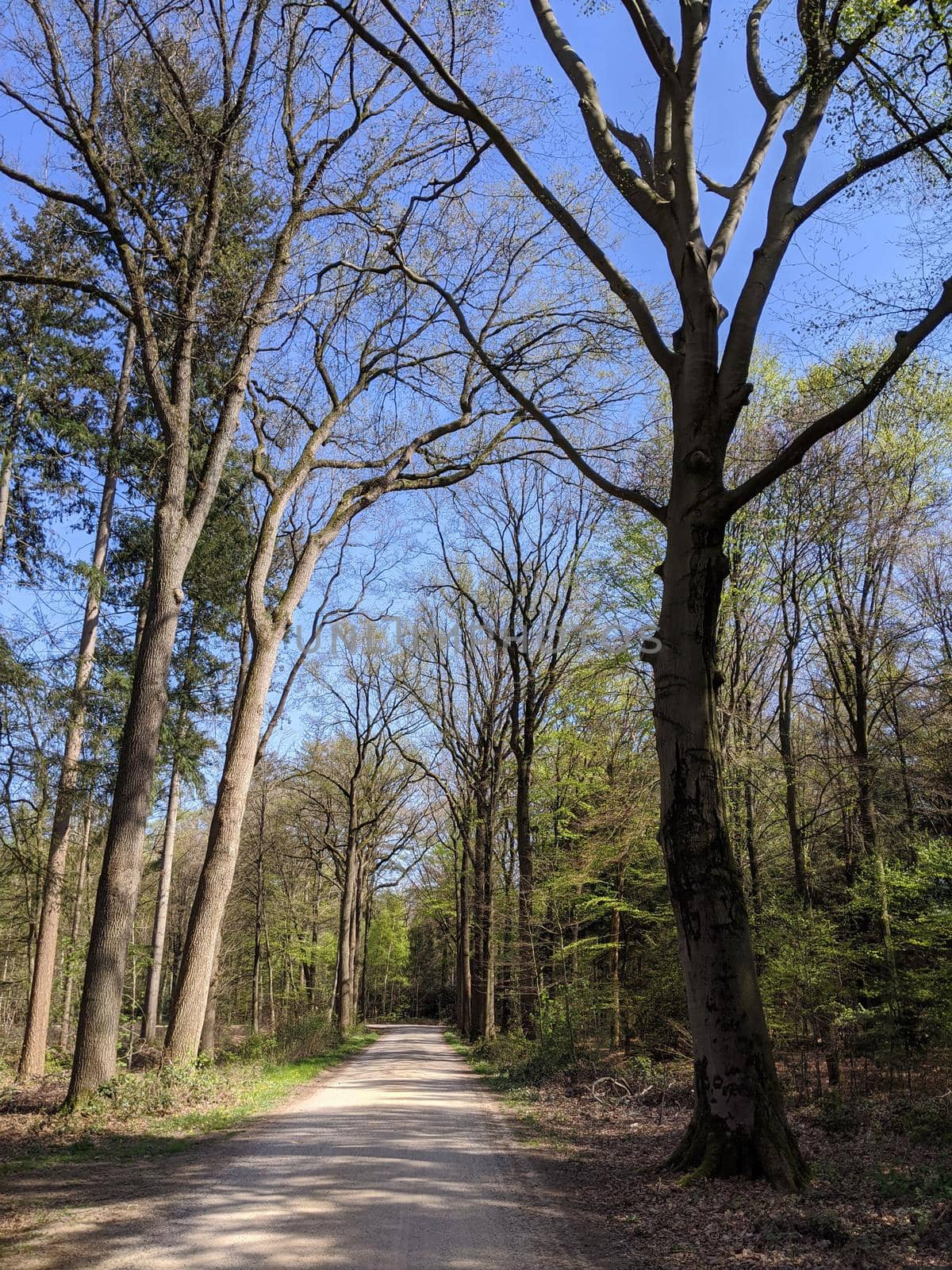 Road through the forest around Medler during spring in Gelderland, The Netherlands