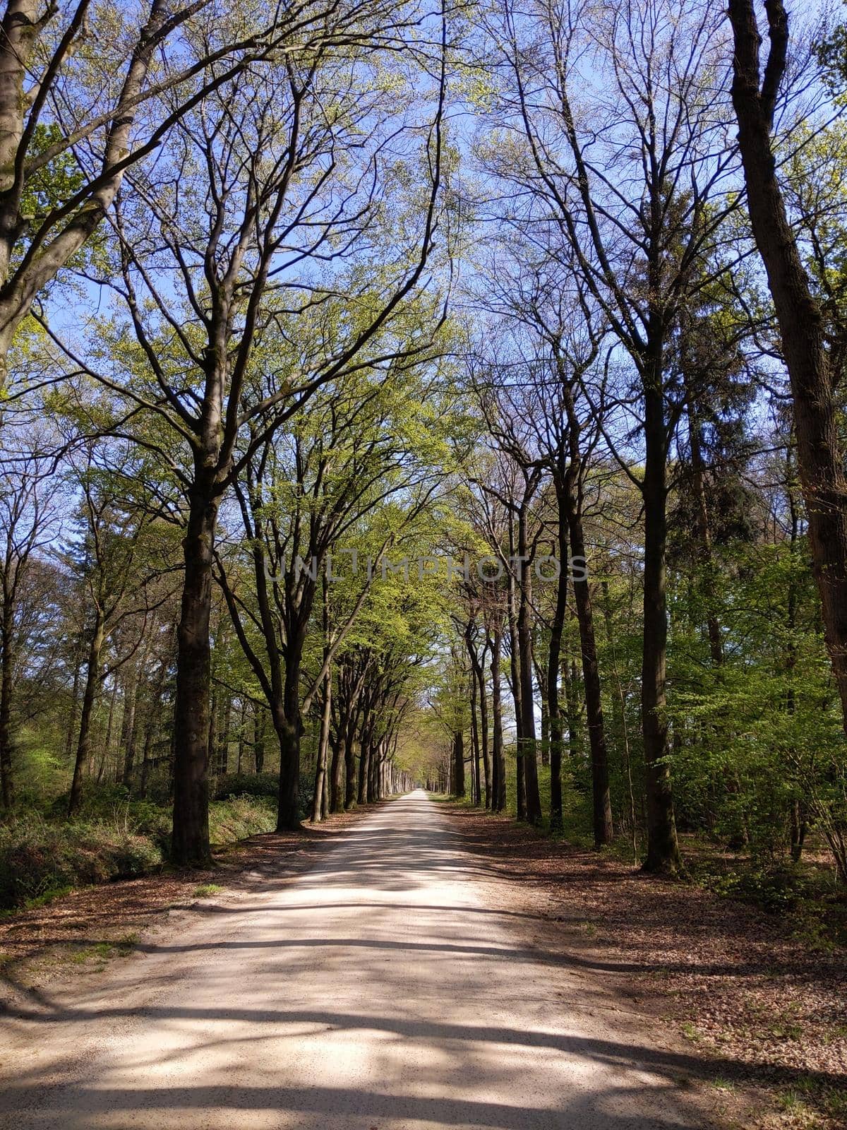 Road through the forest around Medler during spring in Gelderland, The Netherlands