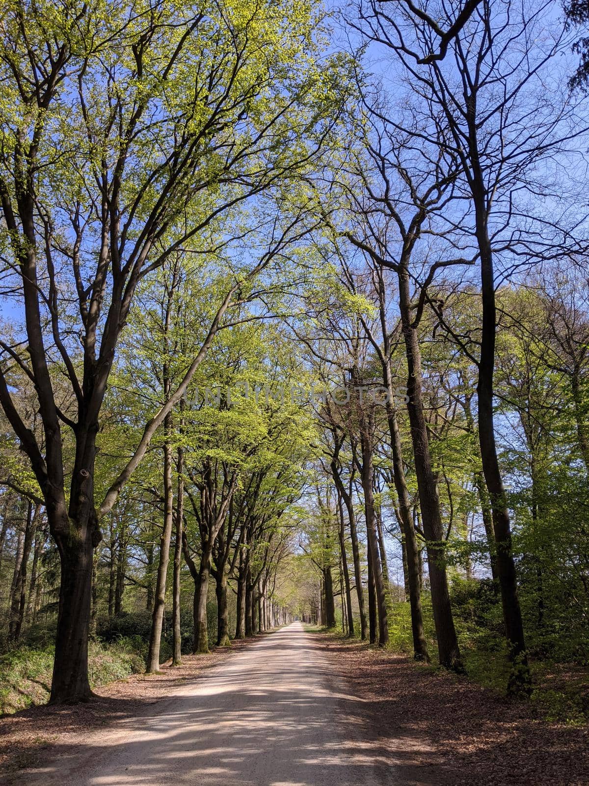 Road through the forest around Medler during spring in Gelderland, The Netherlands